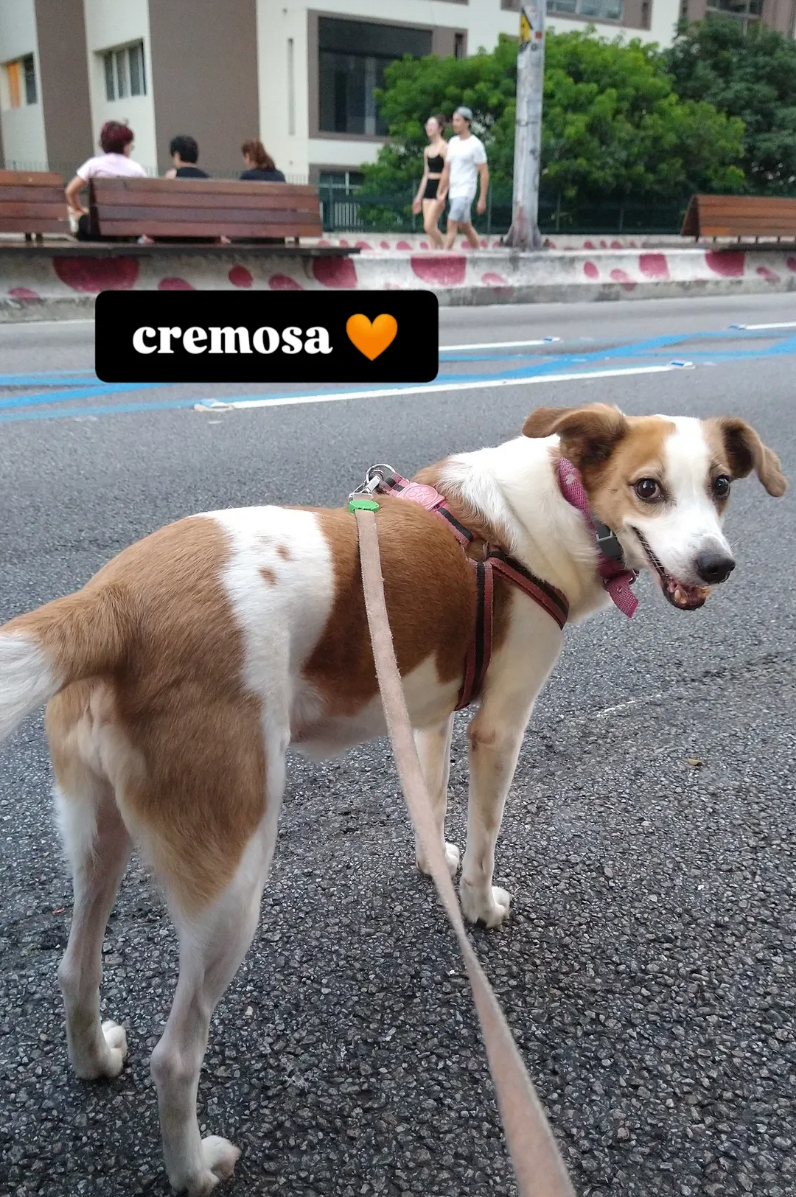 Capa ALINE GHYSIO ANDRIOTTI