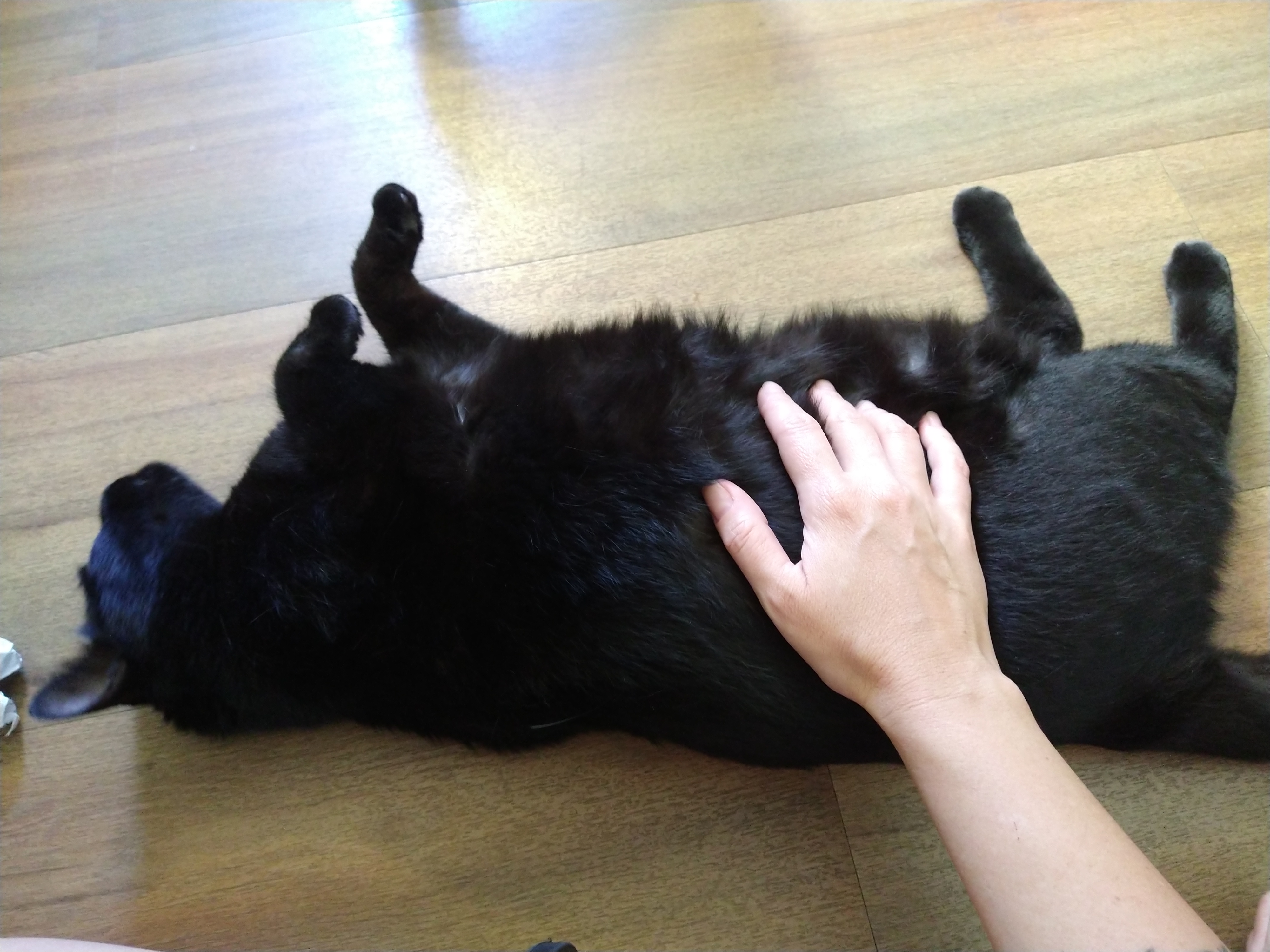 Galeria ALINE GHYSIO ANDRIOTTI