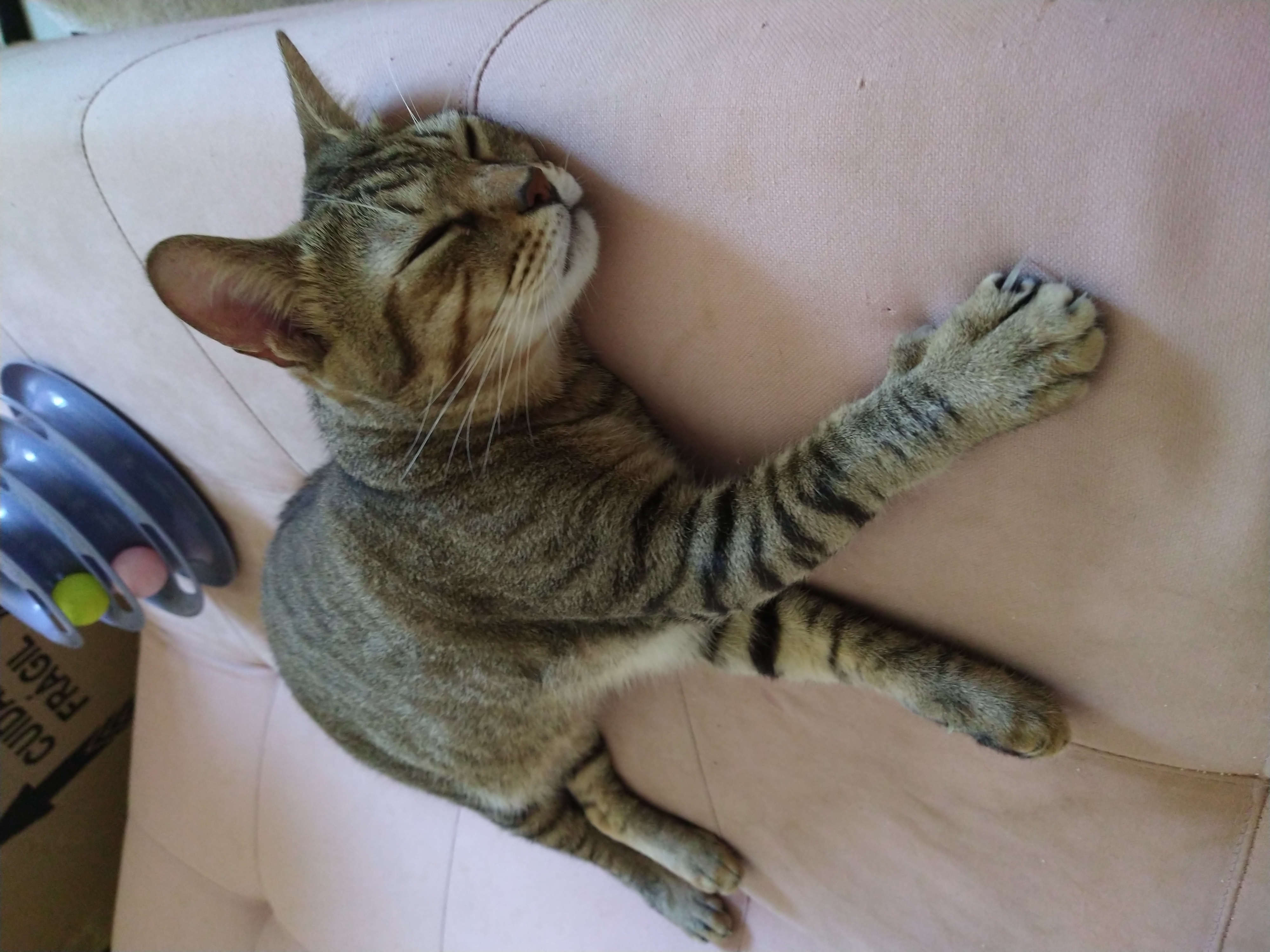 Galeria ALINE GHYSIO ANDRIOTTI