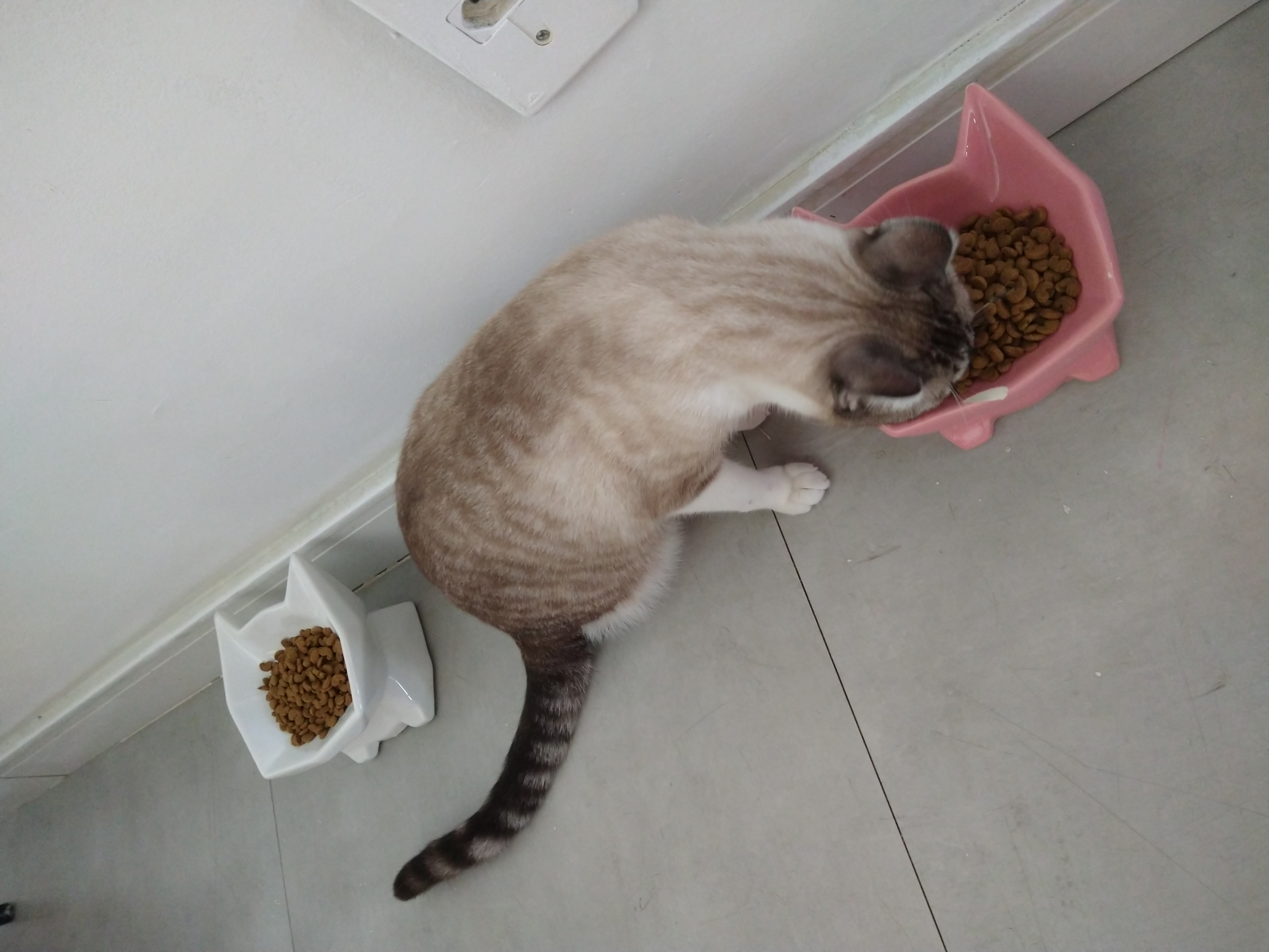 Galeria ALINE GHYSIO ANDRIOTTI