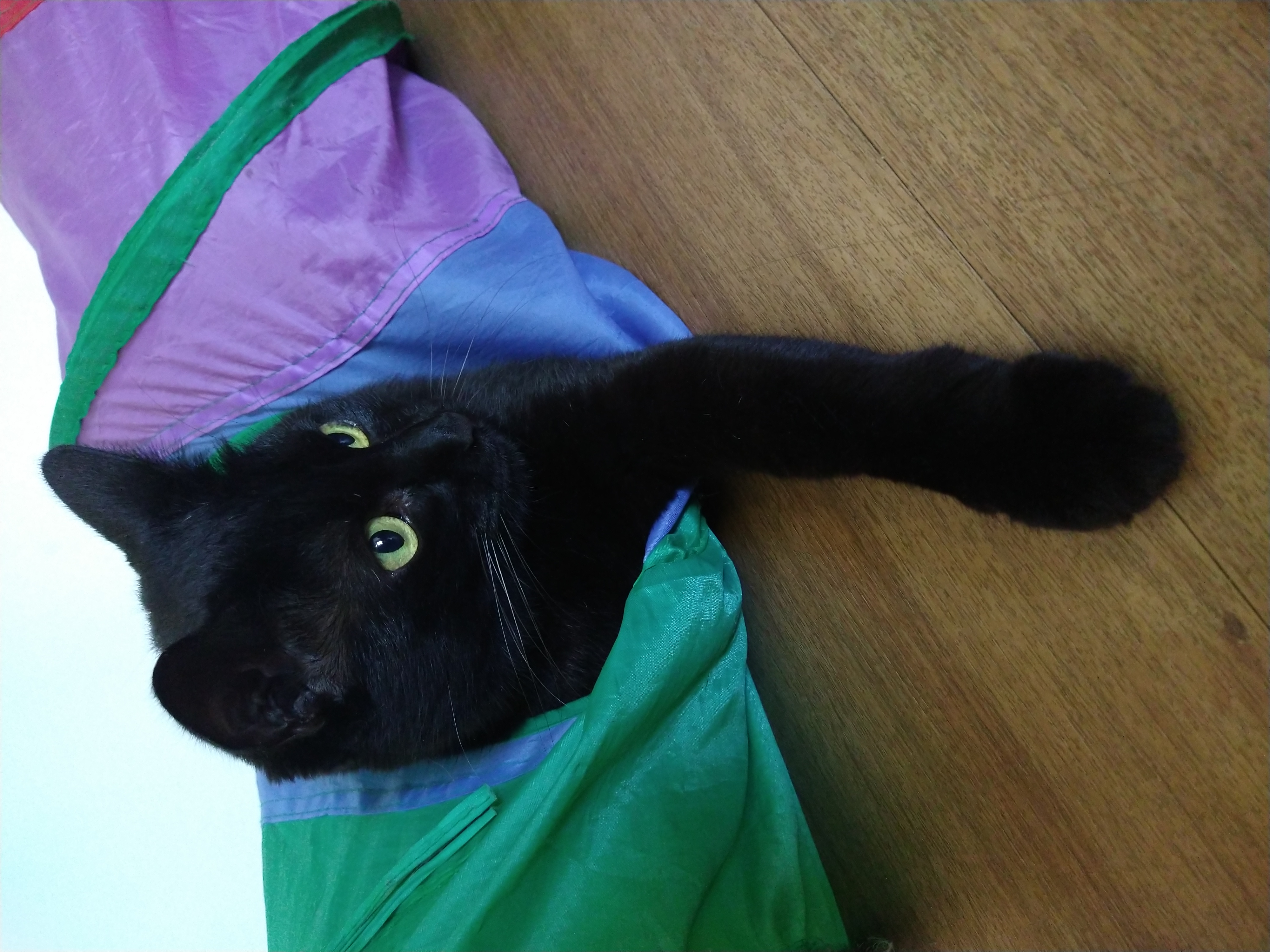 Galeria ALINE GHYSIO ANDRIOTTI