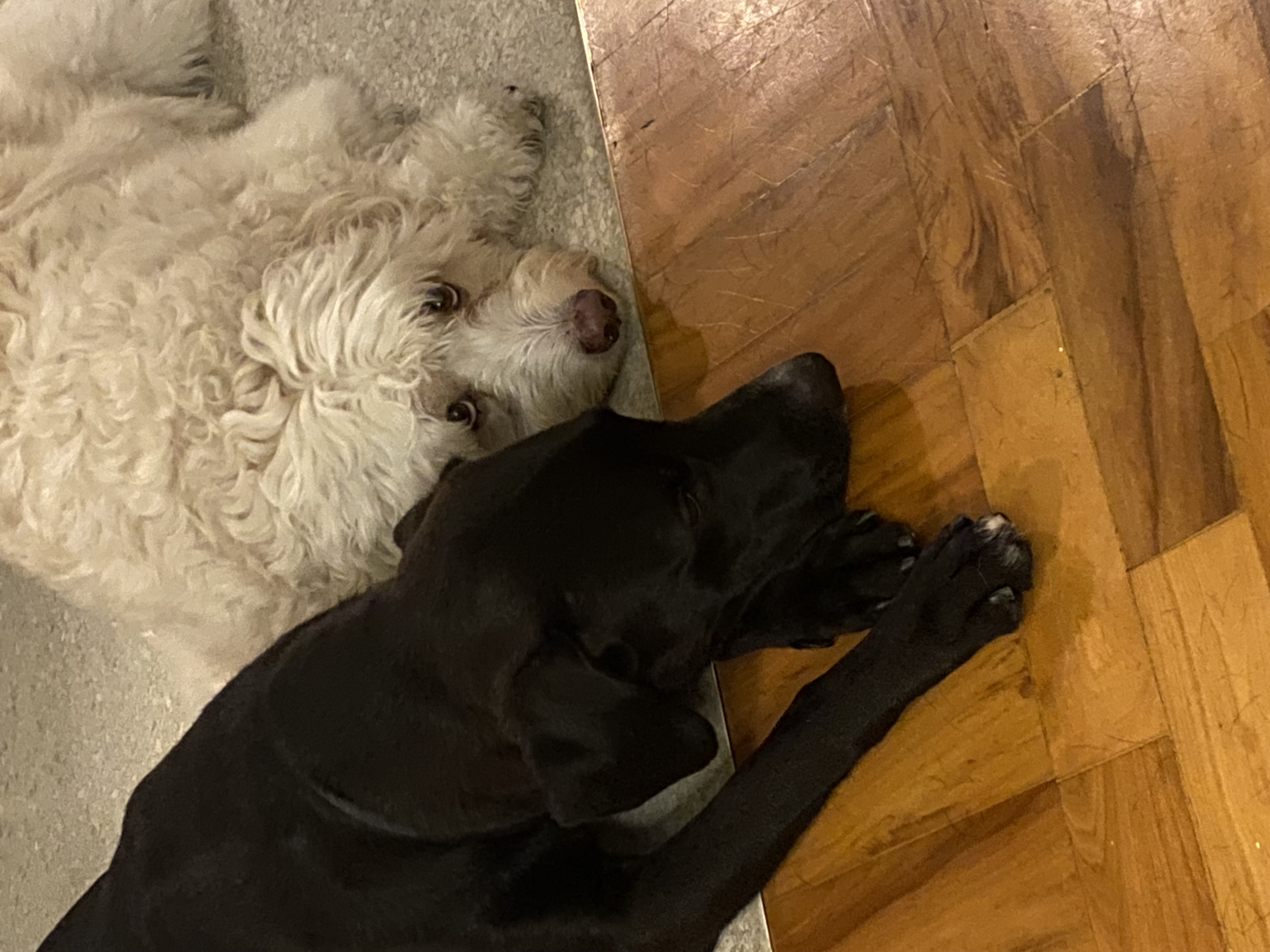 Capa Cajú Rodrigues