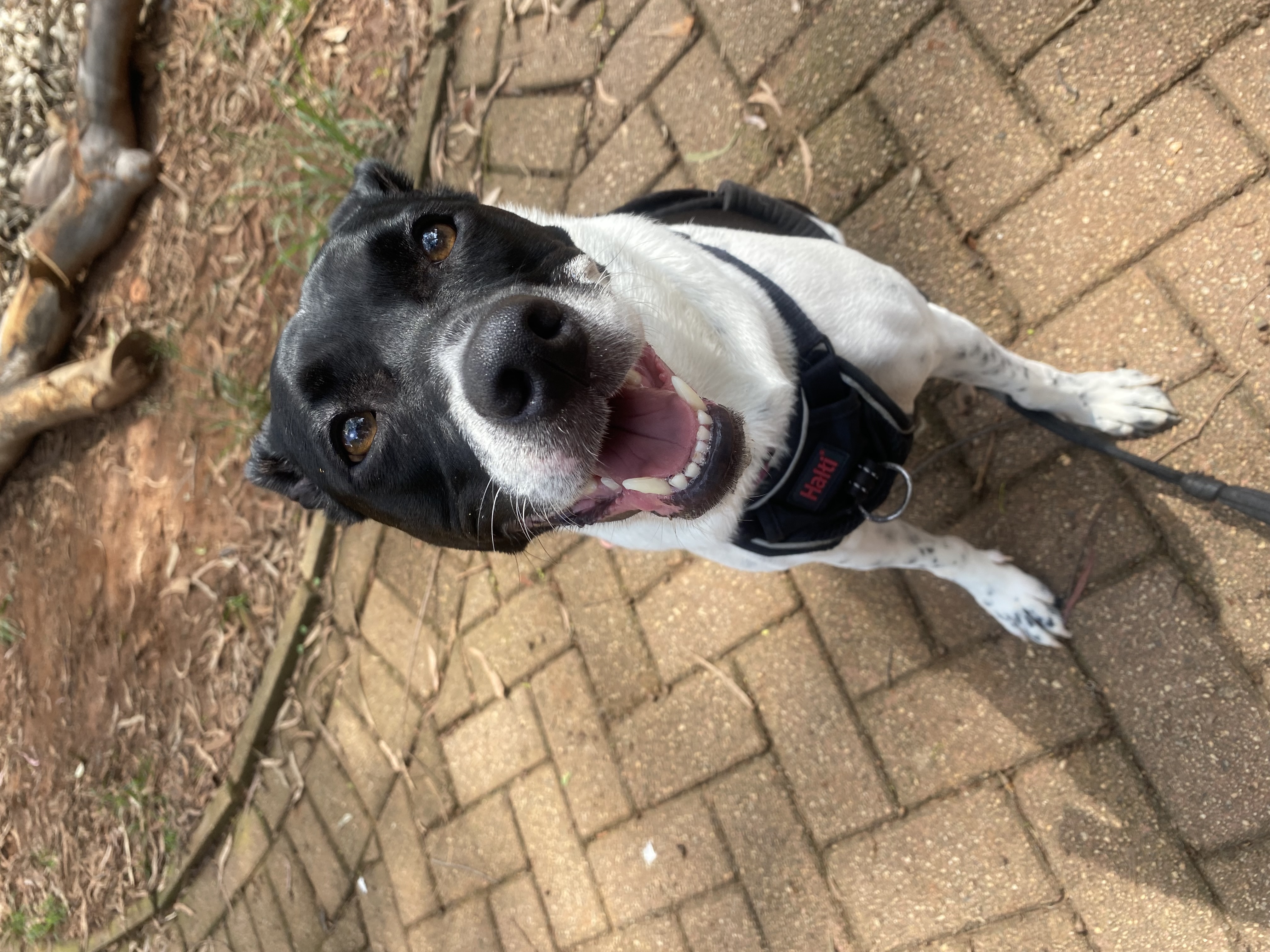 Galeria Cajú Rodrigues