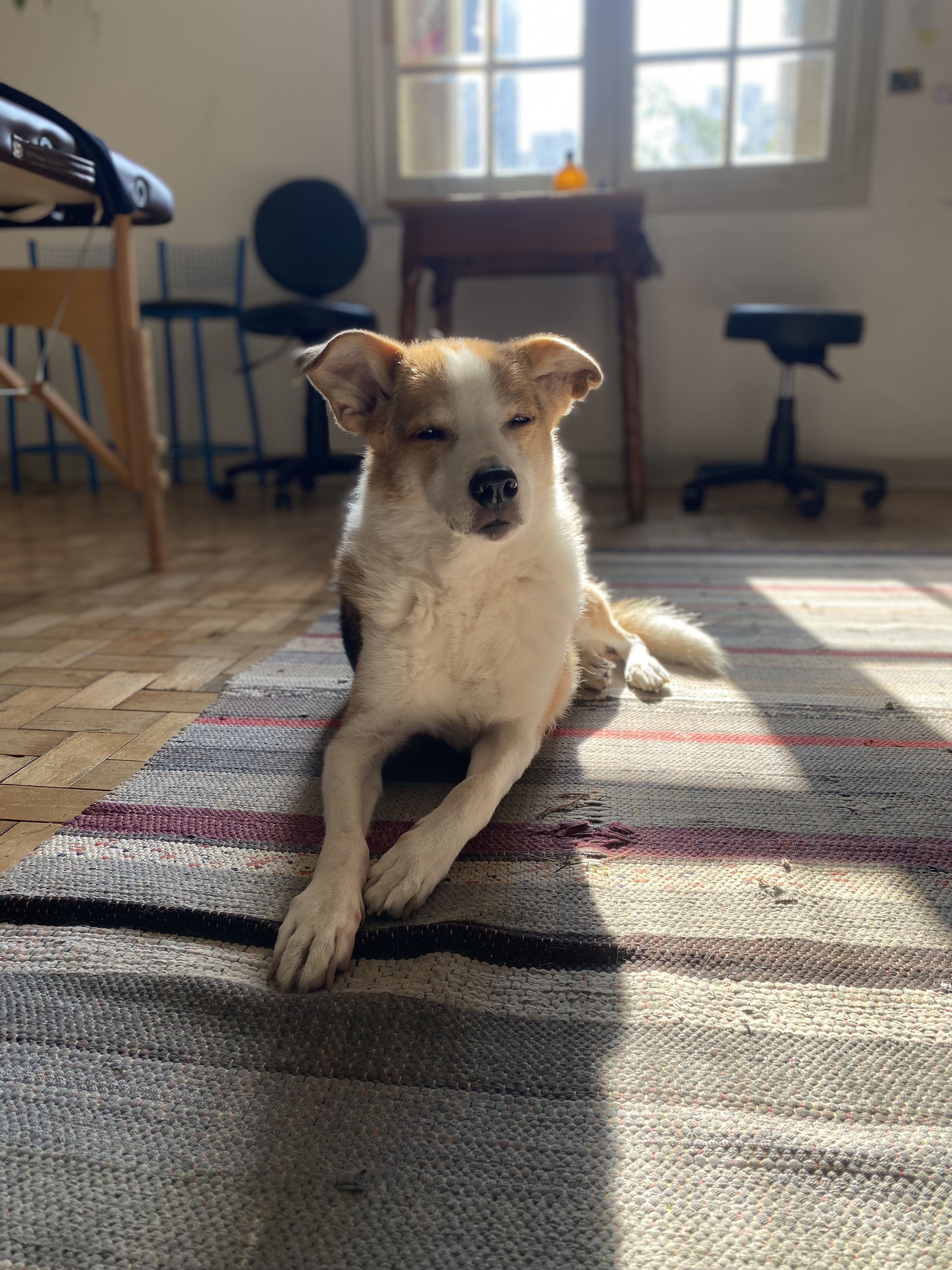 Galeria Cajú Rodrigues