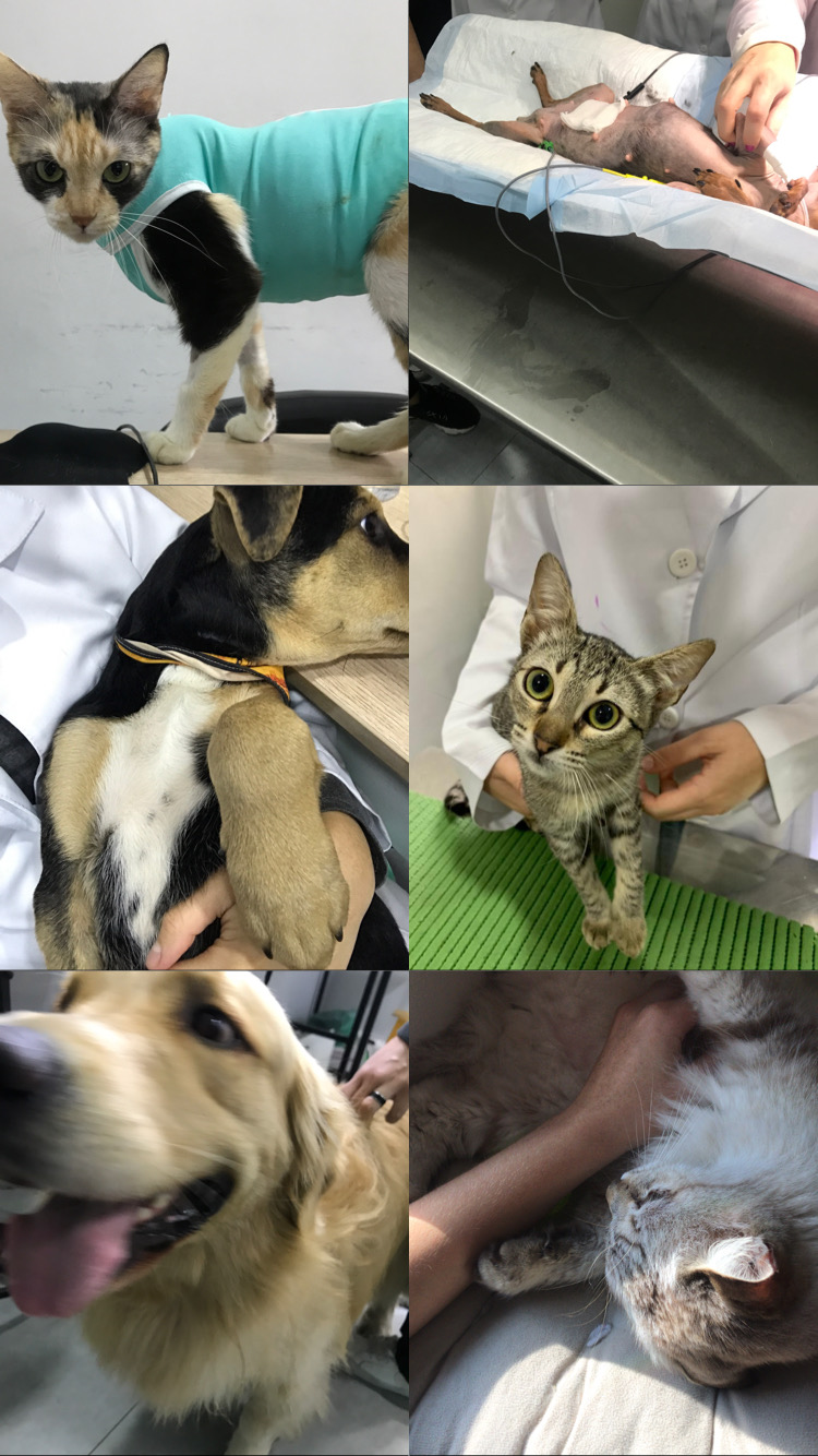 Capa Clara Celinna Viana Fernandes Teixeira 