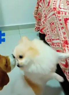 Galeria 🐾 Jan Andrade -HOMESNOOPY🐾 Hotelzinho Domiciliar dos Bichinhos. 😸🐶🏡