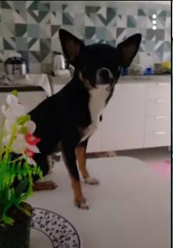 Galeria 🐾 Jan Andrade -HOMESNOOPY🐾 Hotelzinho Domiciliar dos Bichinhos. 😸🐶🏡