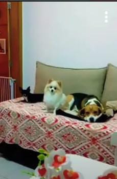 Galeria 🐾 Jan Andrade -HOMESNOOPY🐾 Hotelzinho Domiciliar dos Bichinhos. 😸🐶🏡