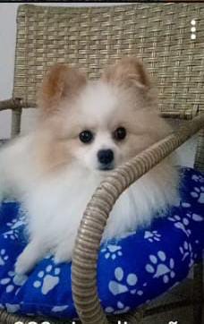 Galeria 🐾 Jan Andrade -HOMESNOOPY🐾 Hotelzinho Domiciliar dos Bichinhos. 😸🐶🏡