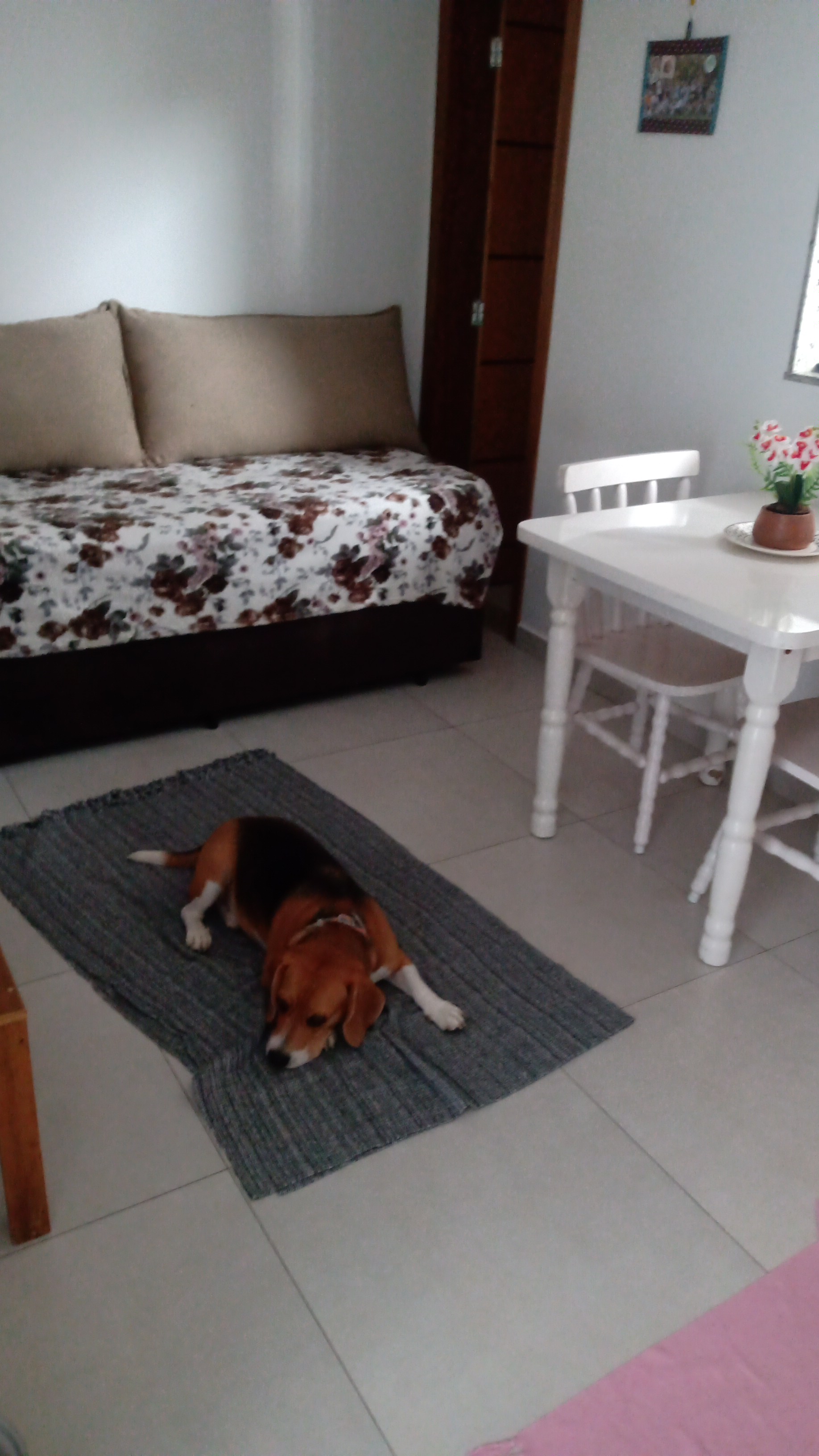 Galeria 🐾 Jan Andrade -HOMESNOOPY🐾 Hotelzinho Domiciliar dos Bichinhos. 😸🐶🏡