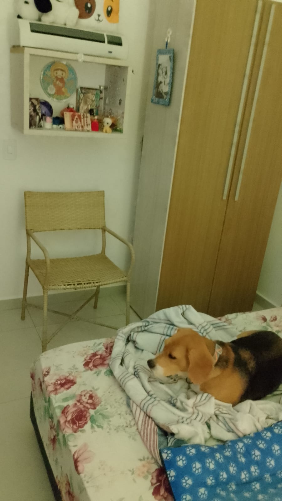 Galeria 🐾 Jan Andrade -HOMESNOOPY🐾 Hotelzinho Domiciliar dos Bichinhos. 😸🐶🏡