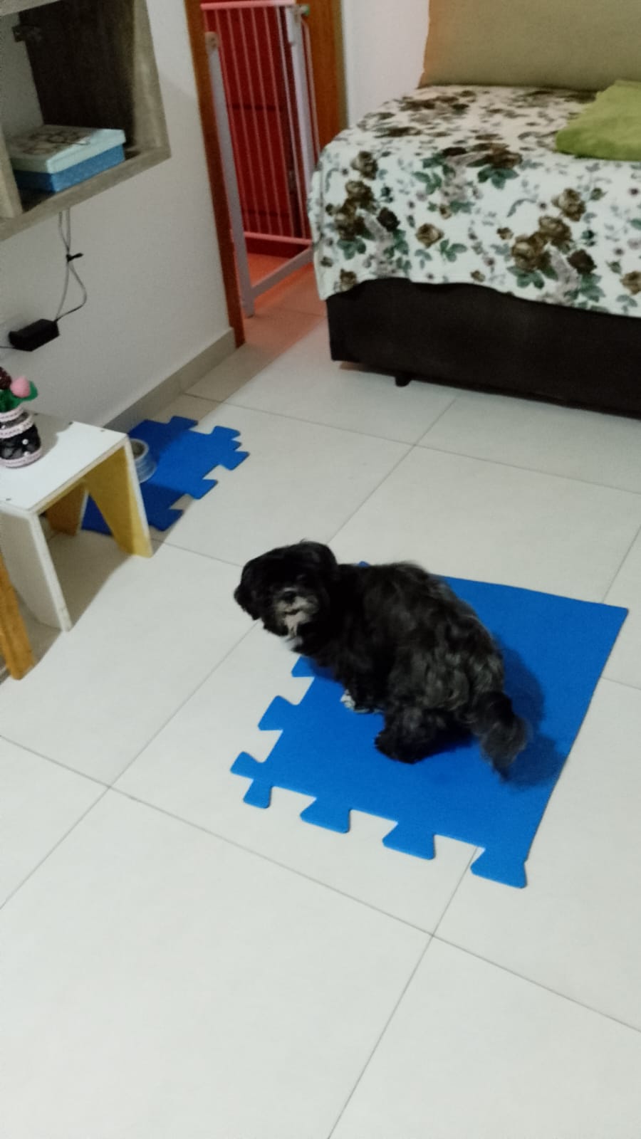 Galeria 🐾 Jan Andrade -HOMESNOOPY🐾 Hotelzinho Domiciliar dos Bichinhos. 😸🐶🏡