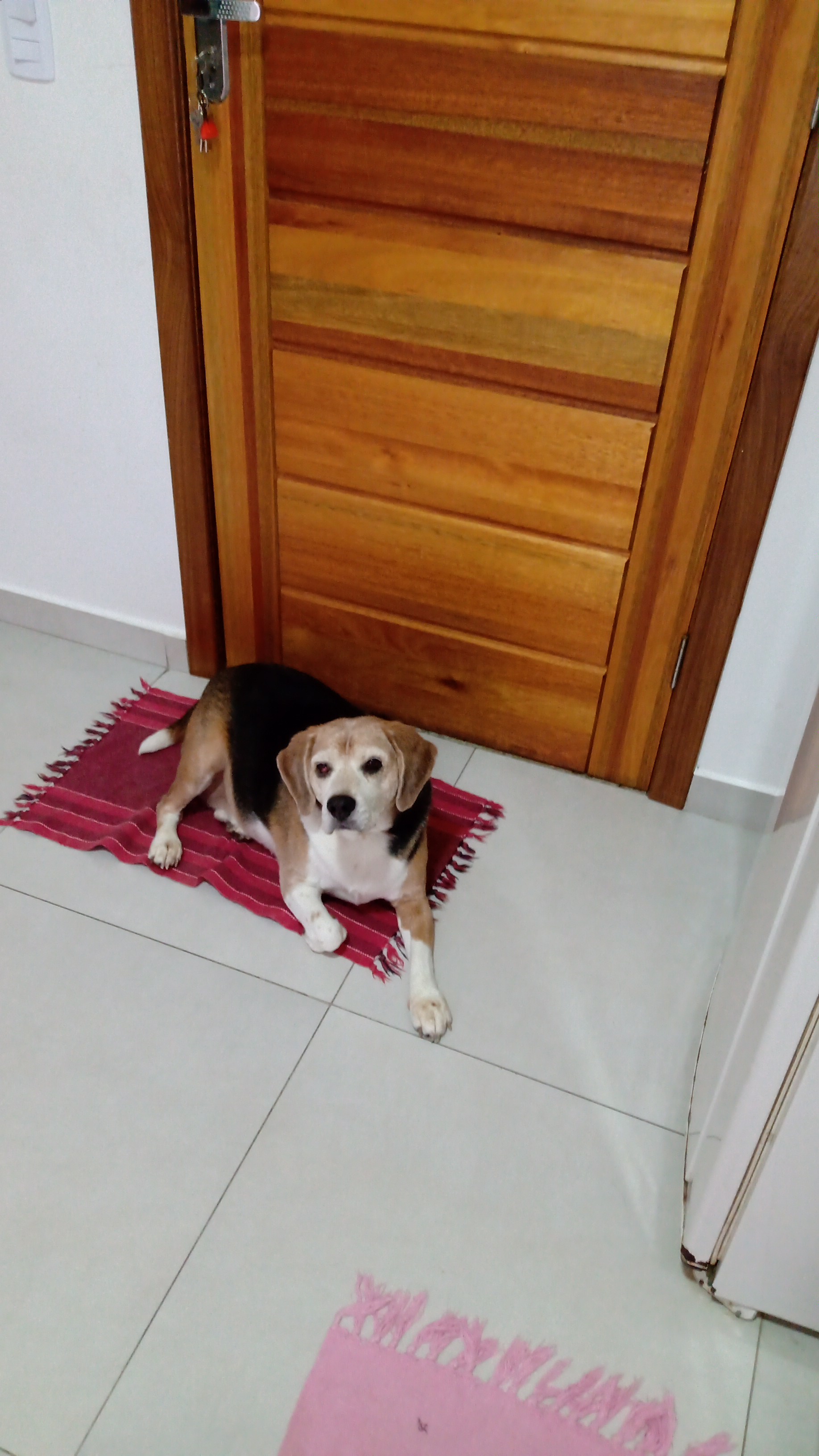 Galeria 🐾 Jan Andrade -HOMESNOOPY🐾 Hotelzinho Domiciliar dos Bichinhos. 😸🐶🏡