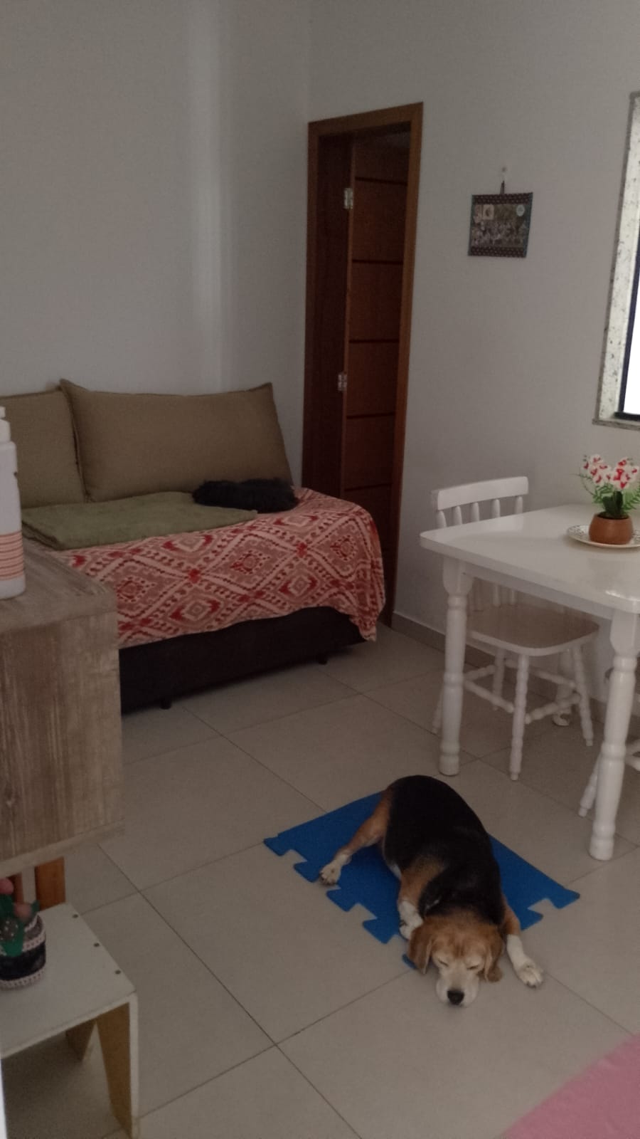 Galeria 🐾 Jan Andrade -HOMESNOOPY🐾 Hotelzinho Domiciliar dos Bichinhos. 😸🐶🏡