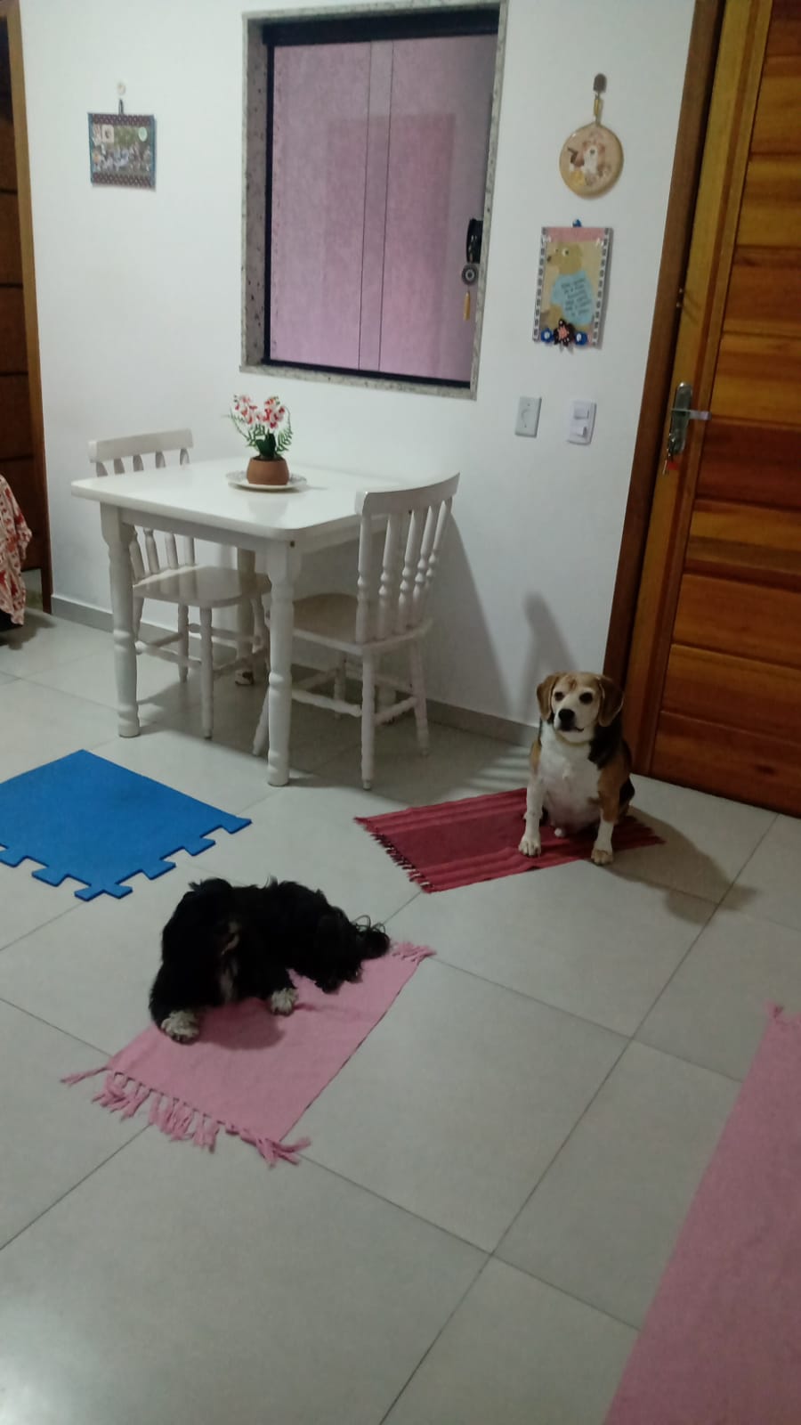 Galeria 🐾 Jan Andrade -HOMESNOOPY🐾 Hotelzinho Domiciliar dos Bichinhos. 😸🐶🏡