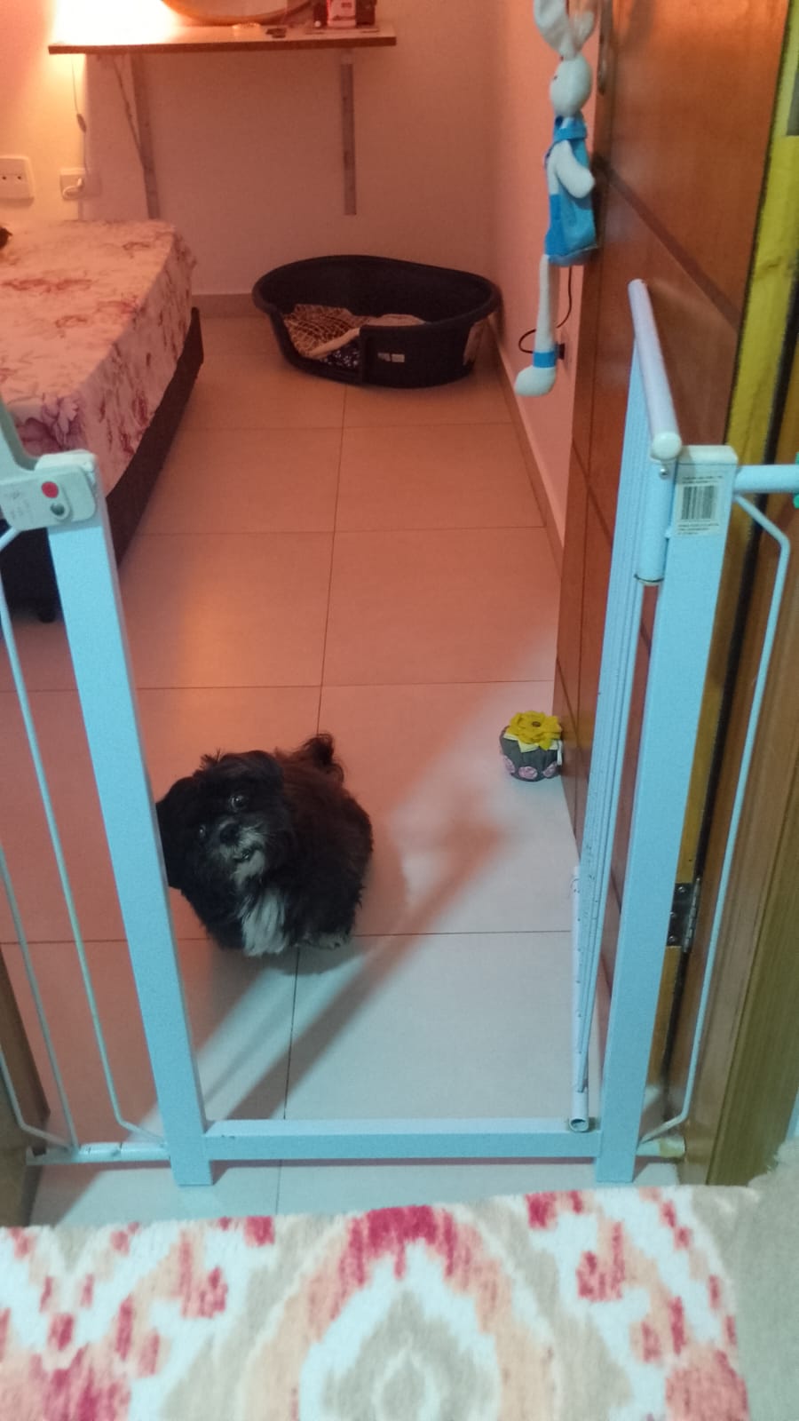 Galeria 🐾 Jan Andrade -HOMESNOOPY🐾 Hotelzinho Domiciliar dos Bichinhos. 😸🐶🏡
