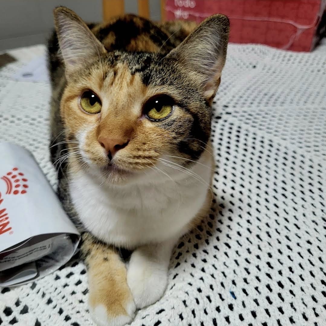 Trabalho de Patrícia de — foto 11