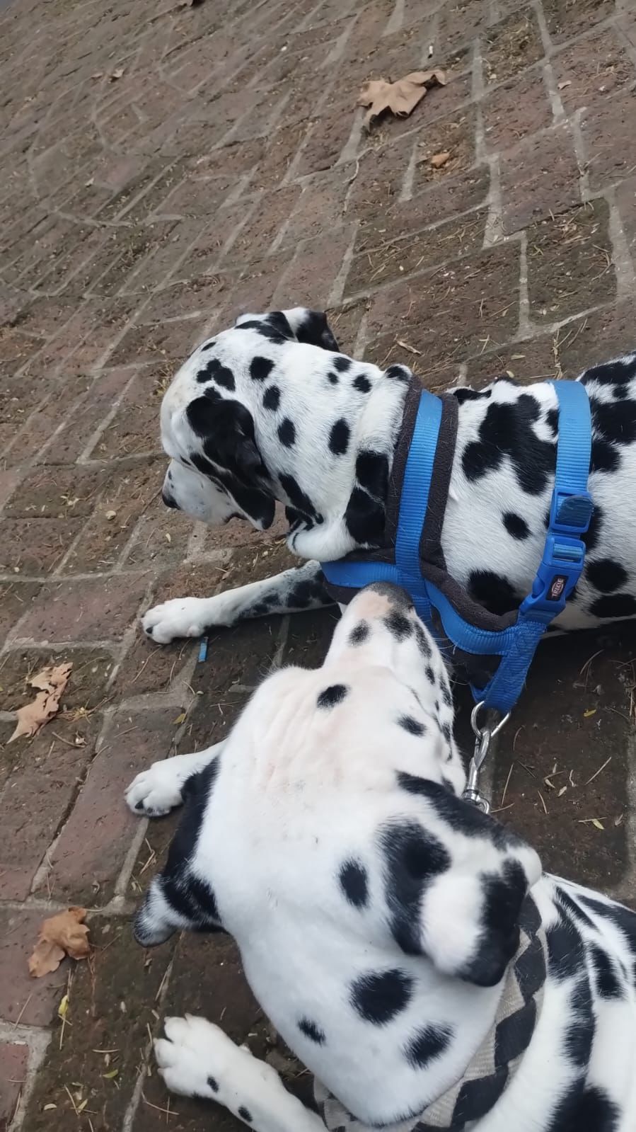 Galeria Kevin Jonathan Quinteros Basiano