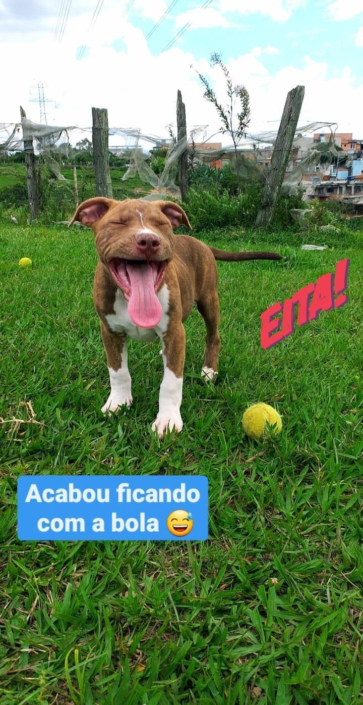 Galeria William Vieira De Andrade