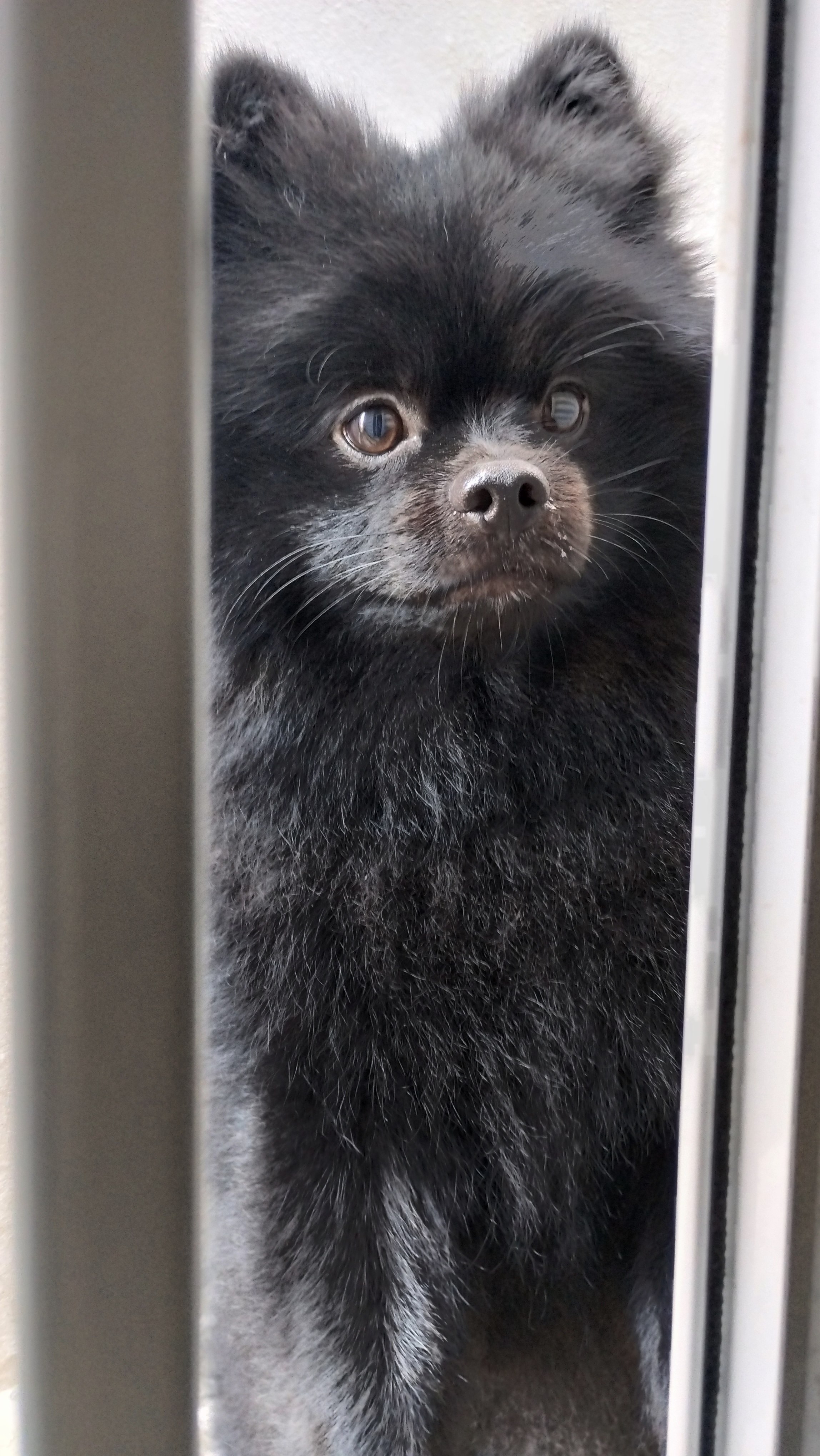 Capa Verônica Moreira Azevedo