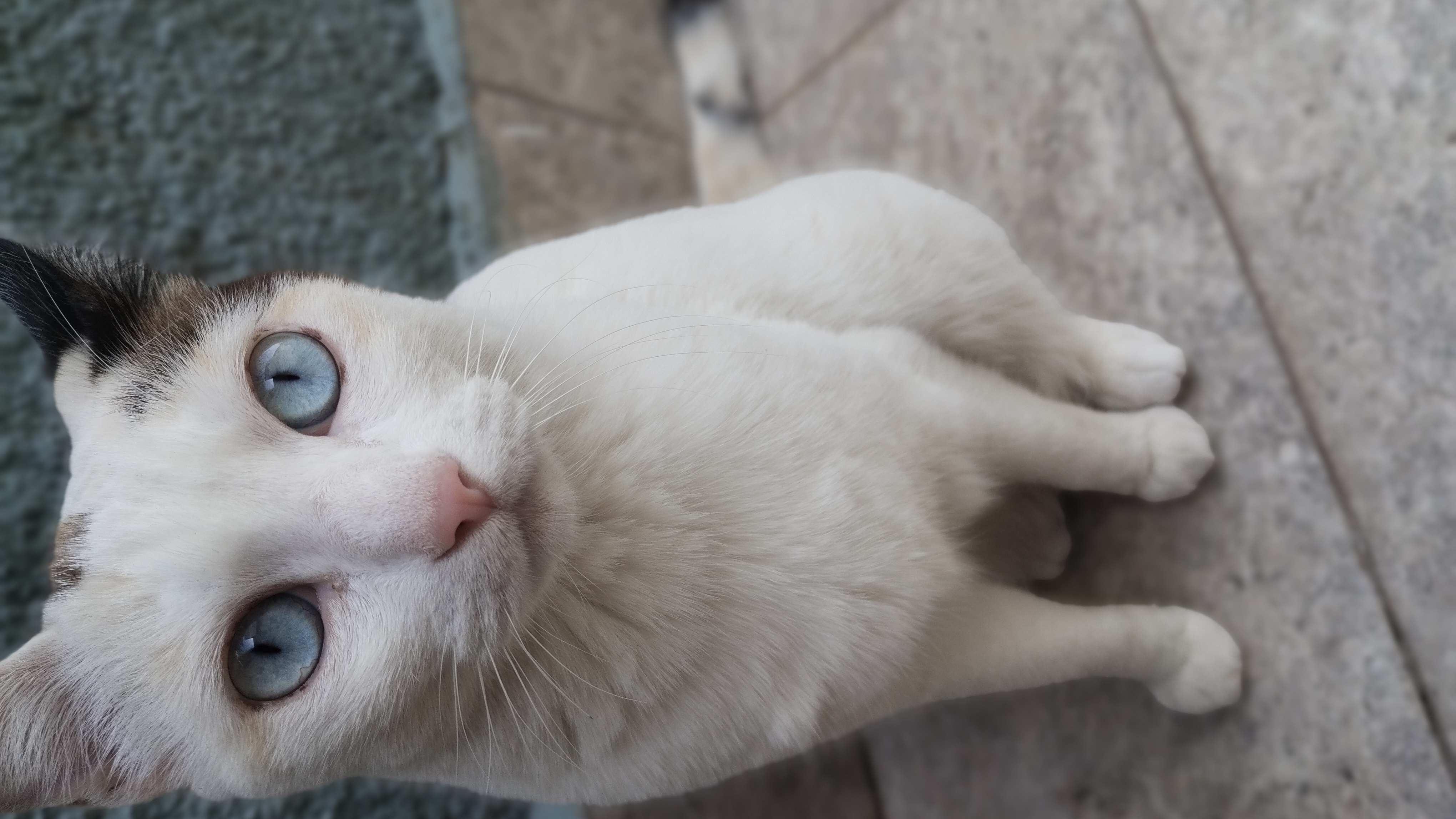 Galeria Verônica Moreira Azevedo