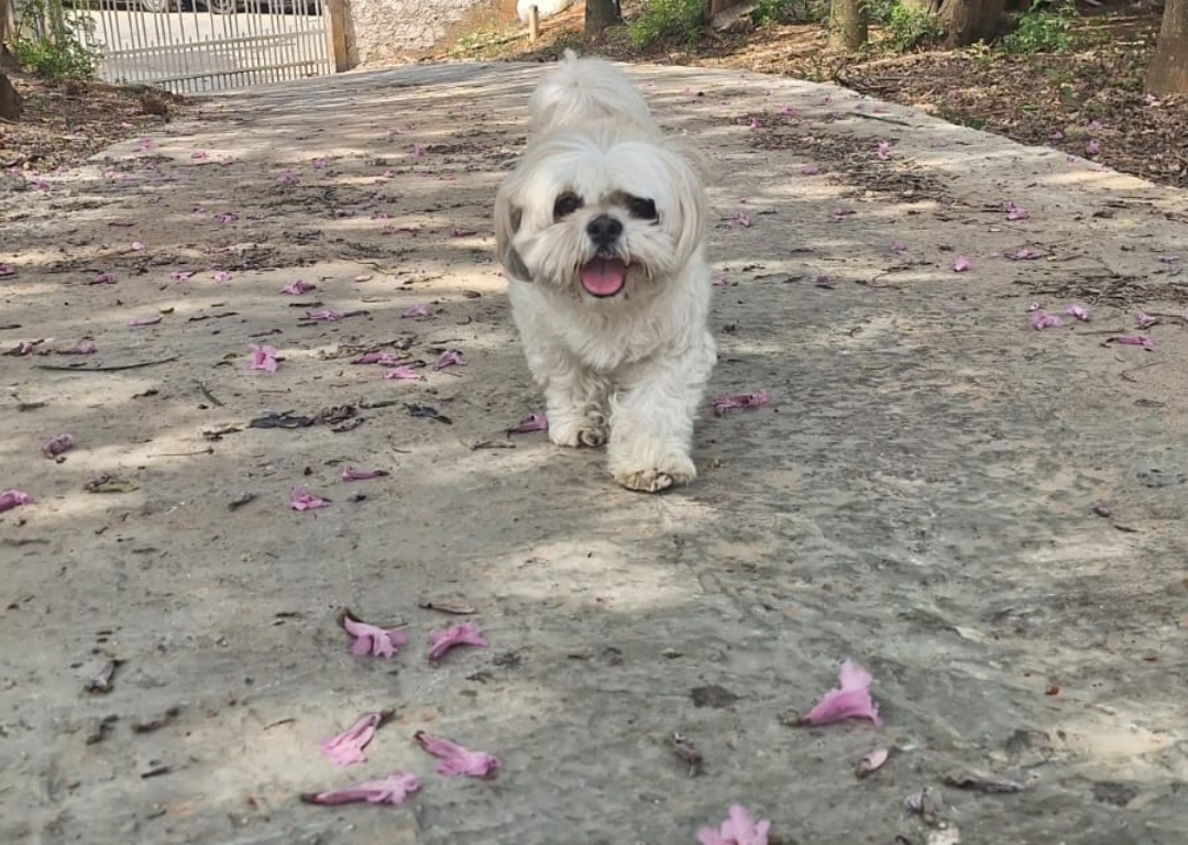 Galeria Verônica Moreira Azevedo