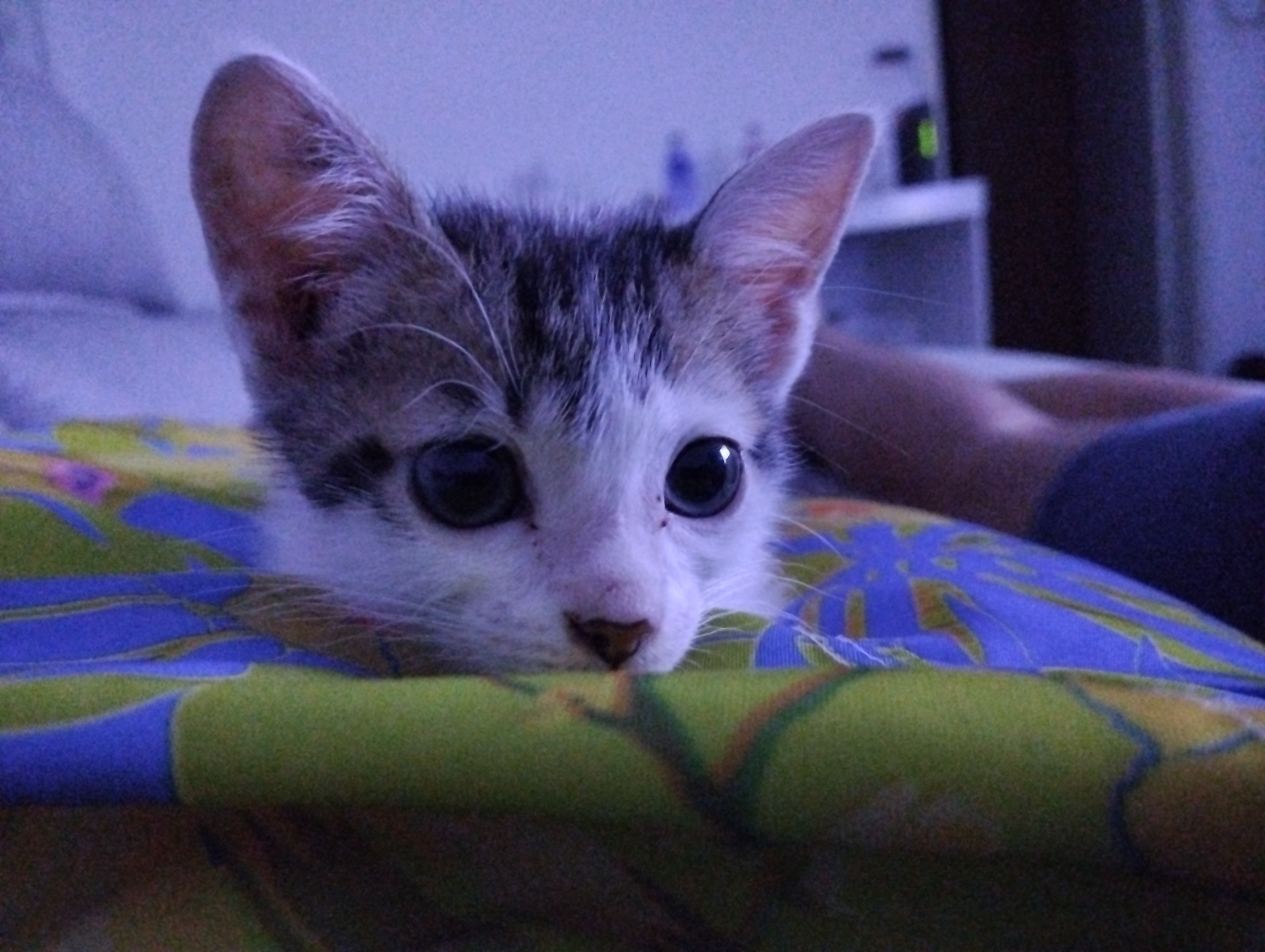 Capa MIKAEL DAVI SANTANA