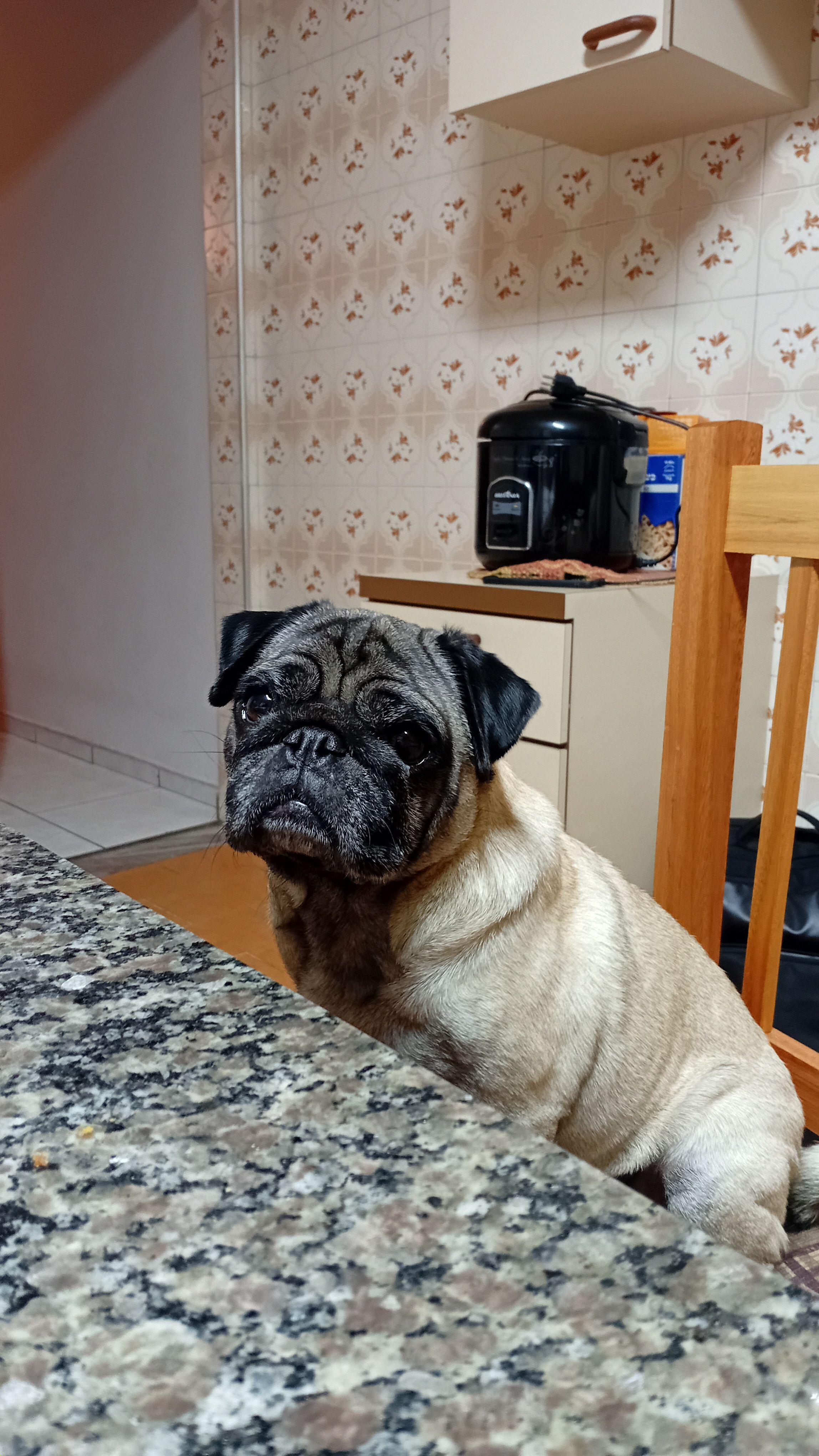 Galeria Giovana Gomes Fonseca Alves