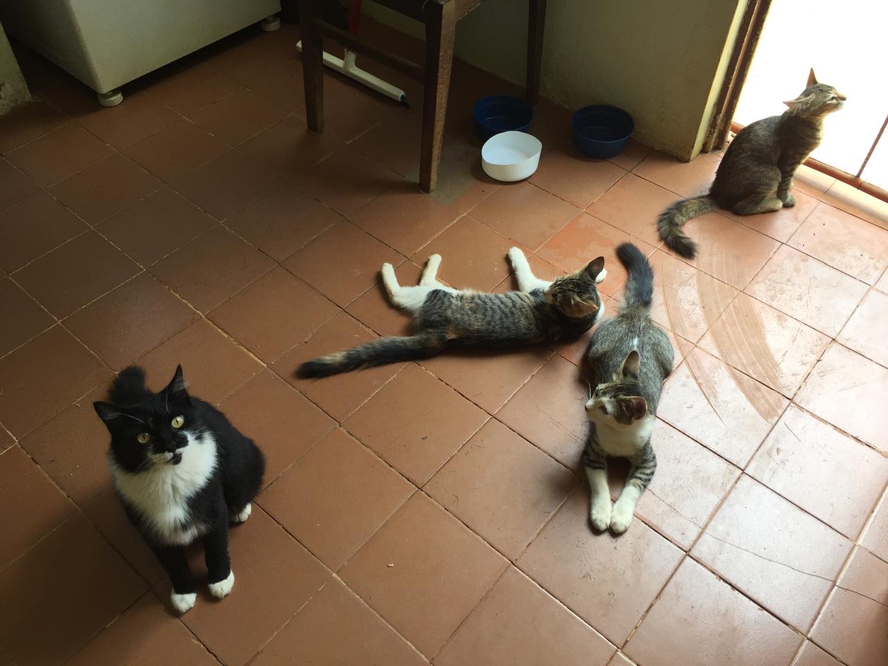 Trabalho de LETICIA TRINDADE — foto 12