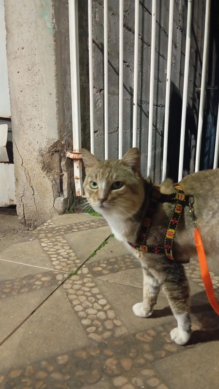 Trabalho de Eloá Sobral — foto 6