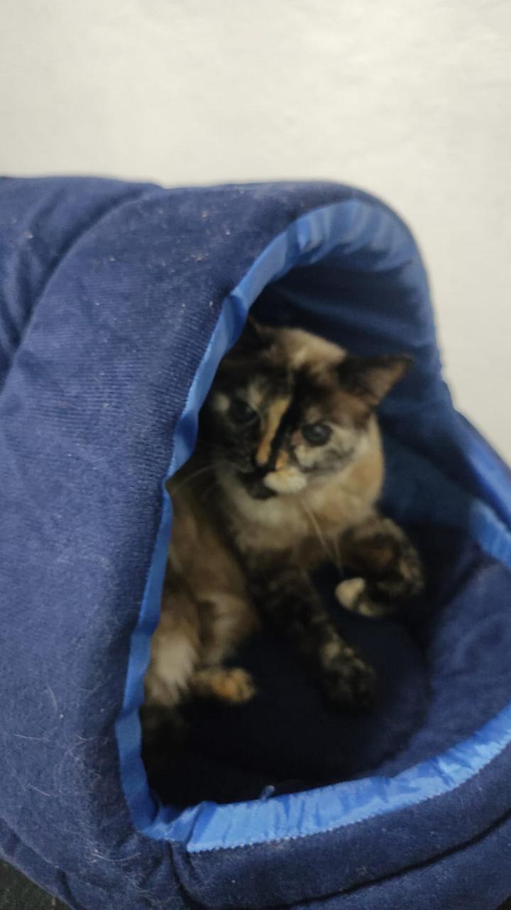 Trabalho de Stefany Santos — foto 4