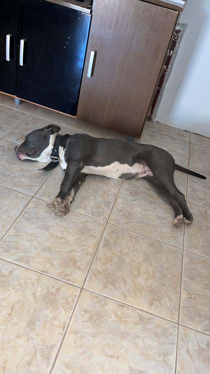 Trabalho de Stefany Santos — foto 5