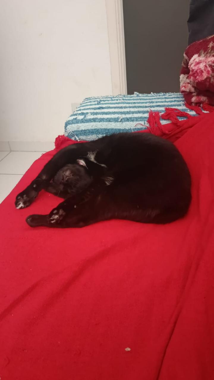 Trabalho de Stefany Santos — foto 8