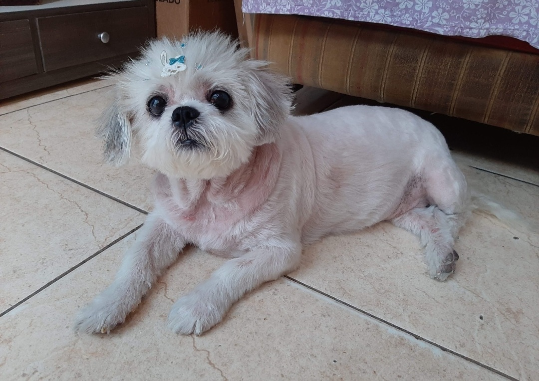 Galeria Aline Cristine Ortale