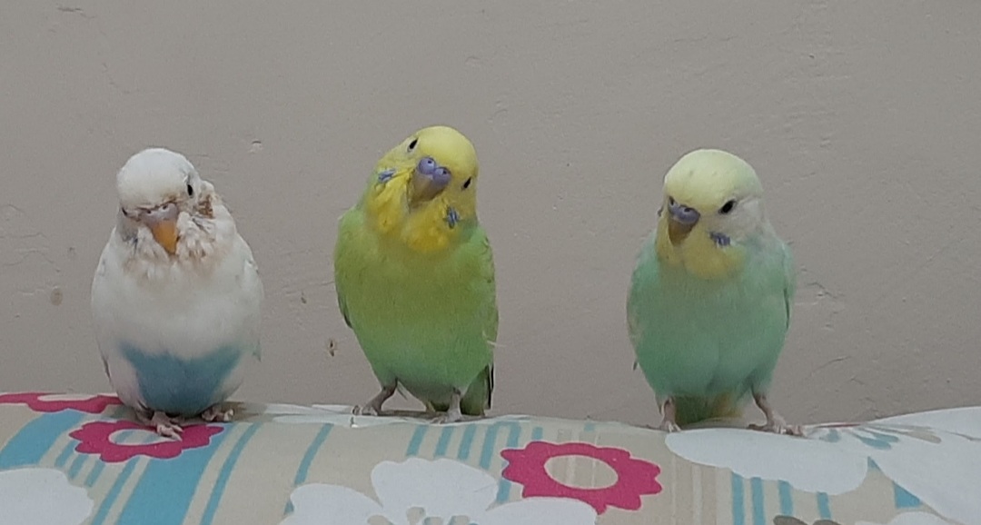 Galeria Aline Cristine Ortale