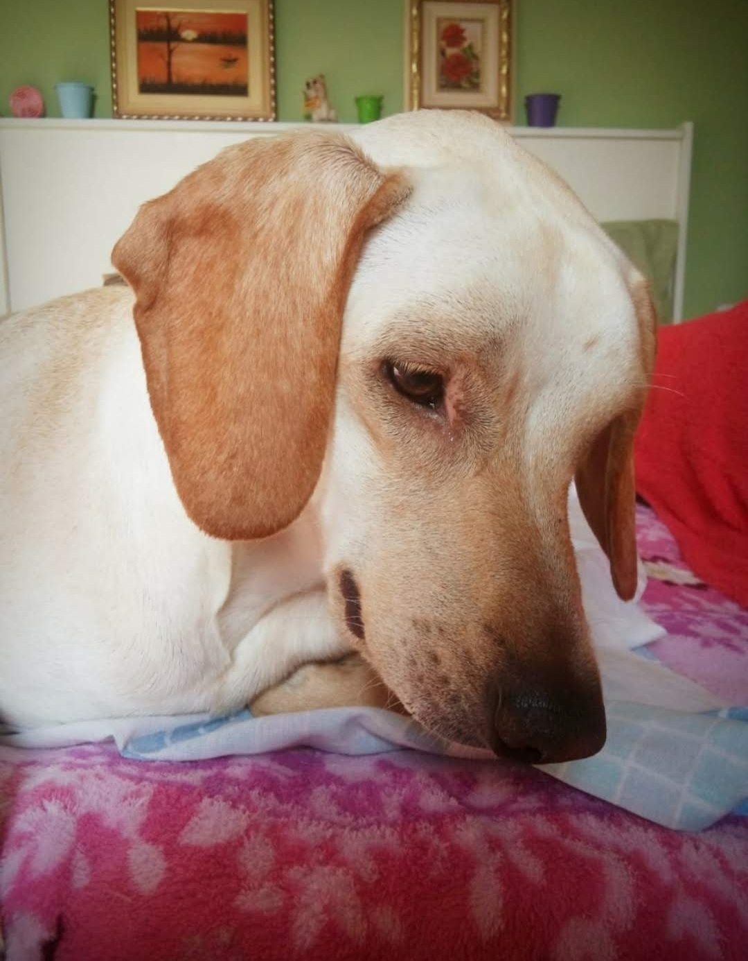 Galeria Aline Cristine Ortale