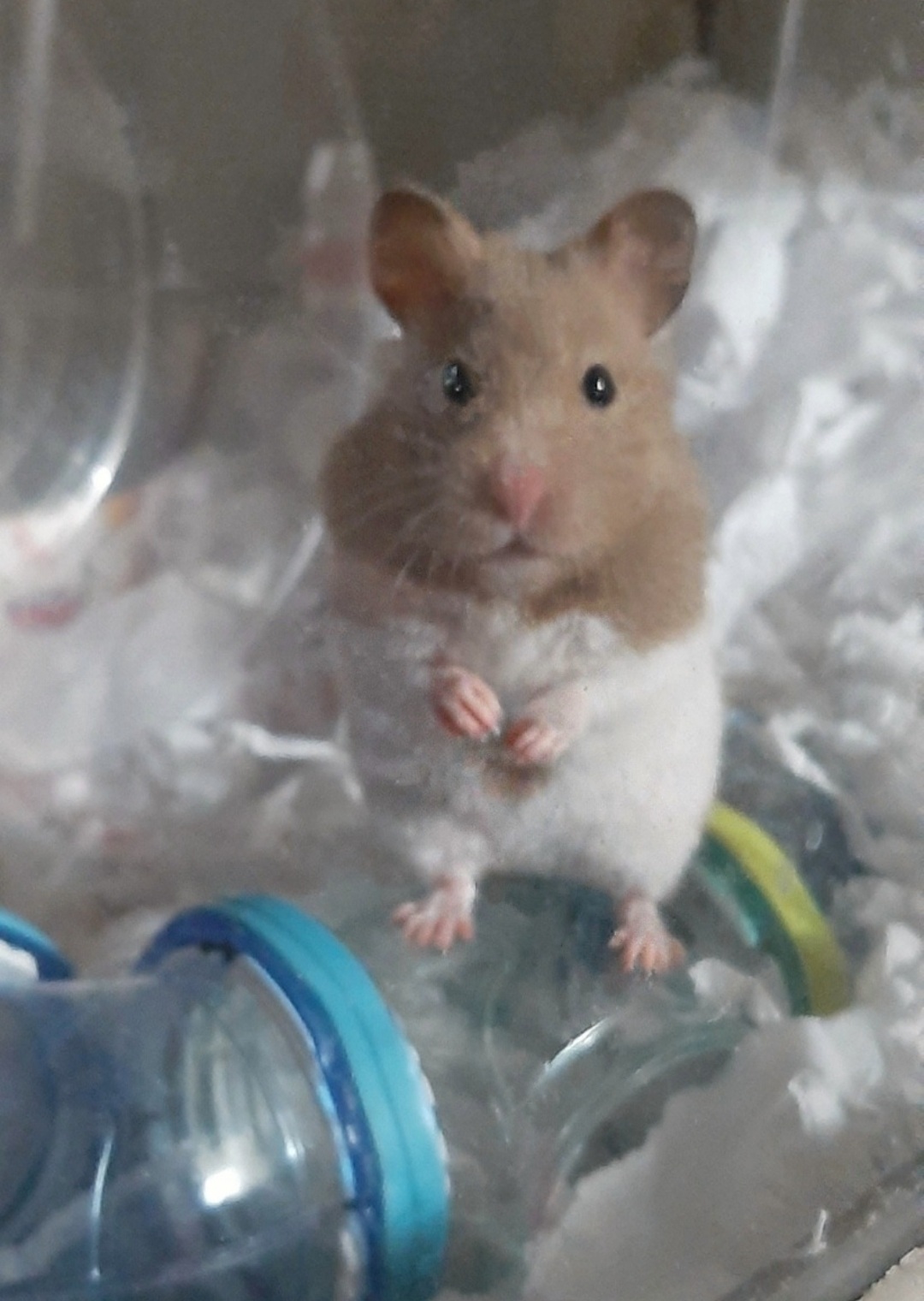 Galeria Aline Cristine Ortale