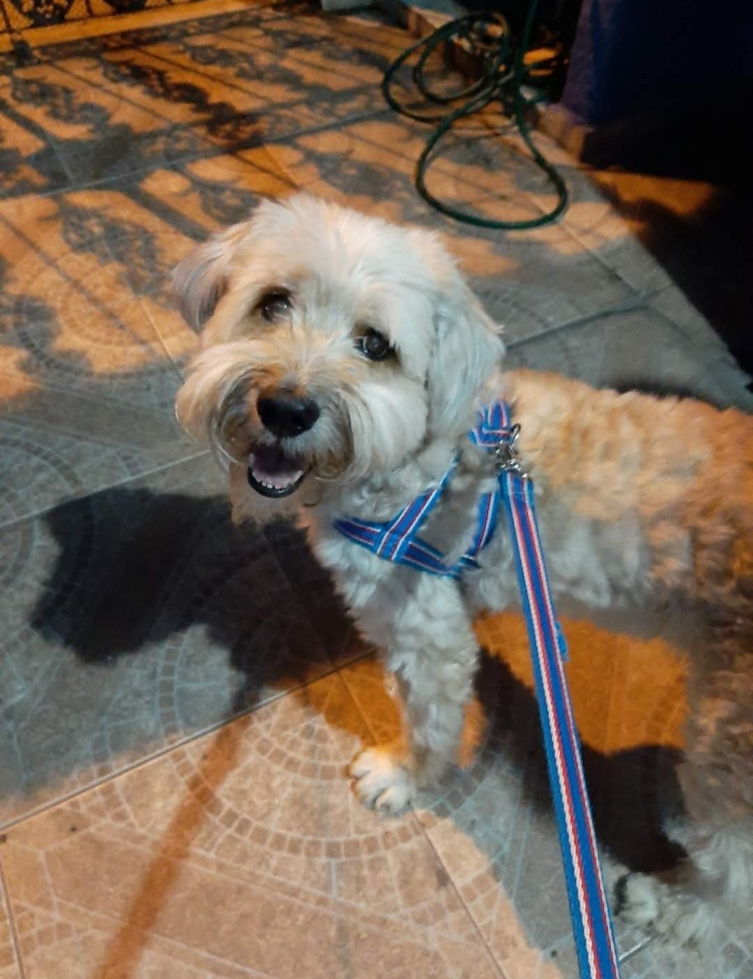 Galeria Aline Cristine Ortale