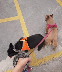 Galeria Aline Cristine Ortale