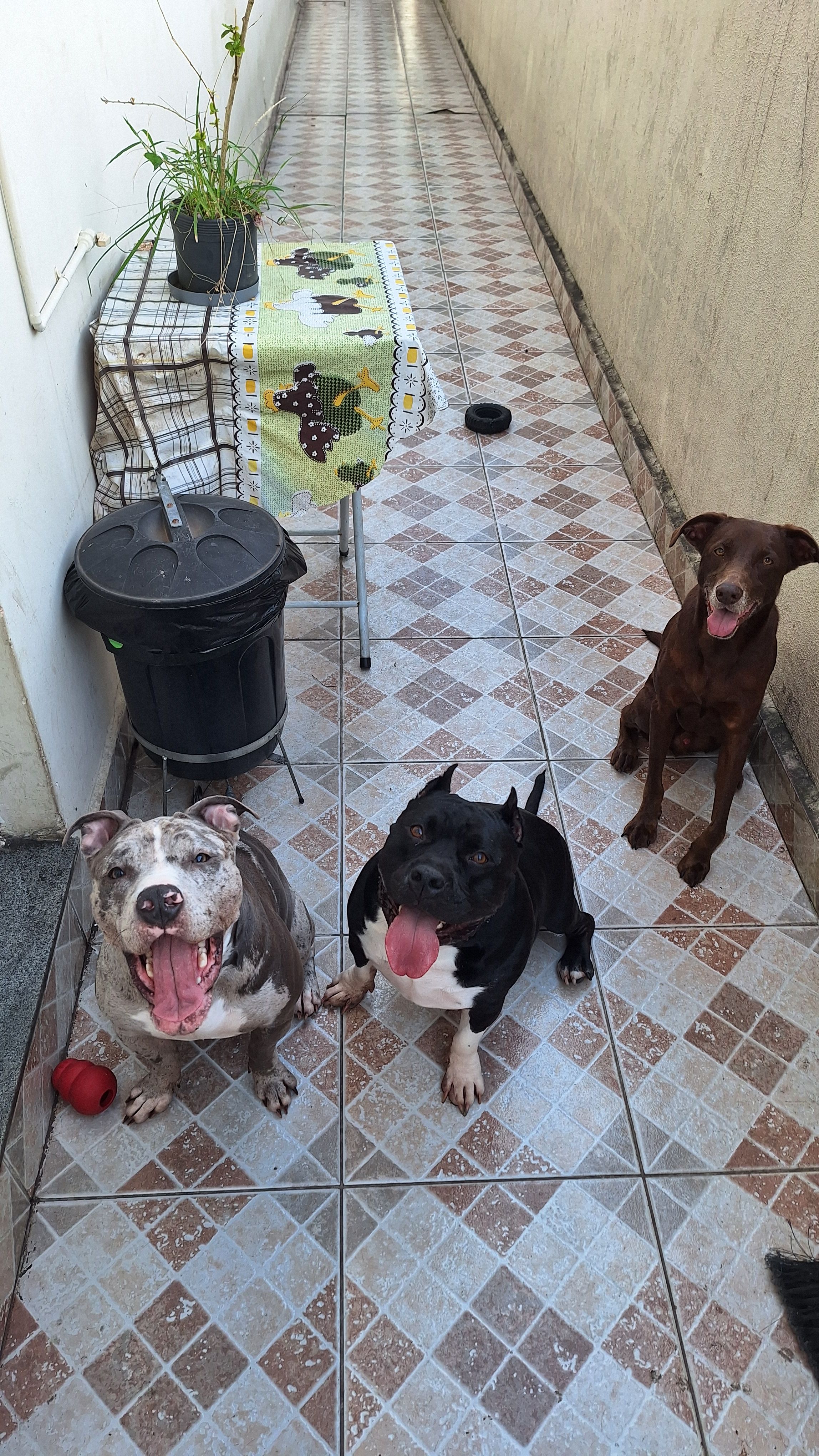 Trabalho de Ana Luiza — foto 5