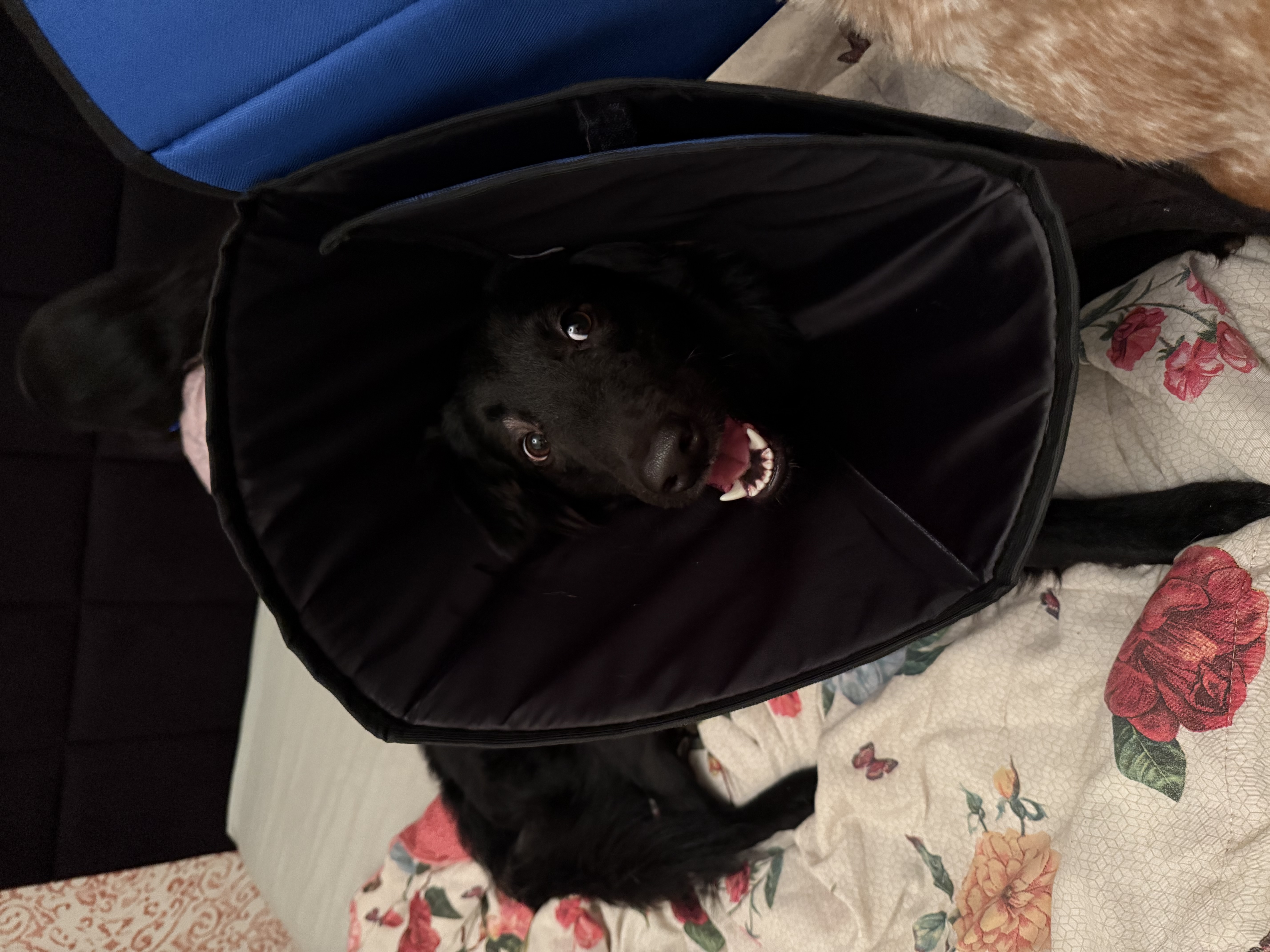 Galeria Rogério da Silva Santos