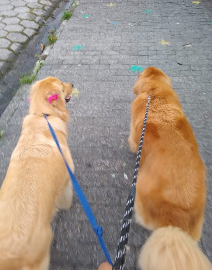 Galeria Mariana Zebini Moura