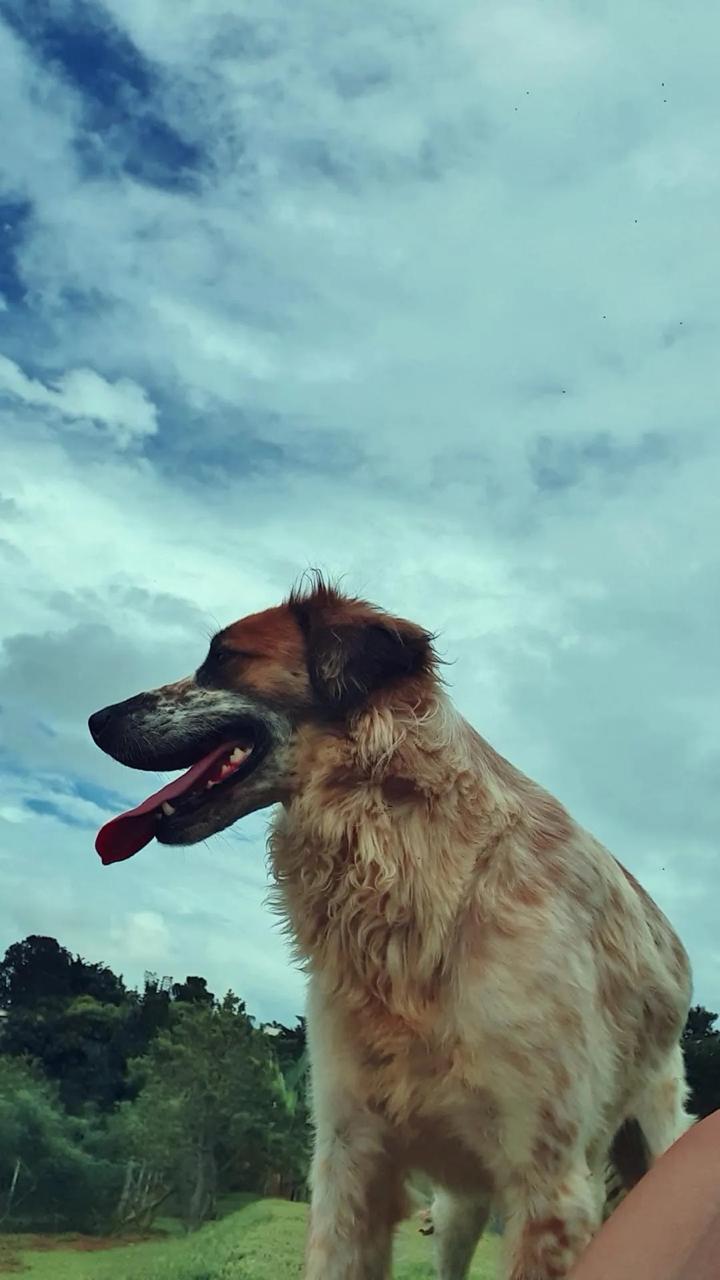 Galeria Caroline Lopes Maximo