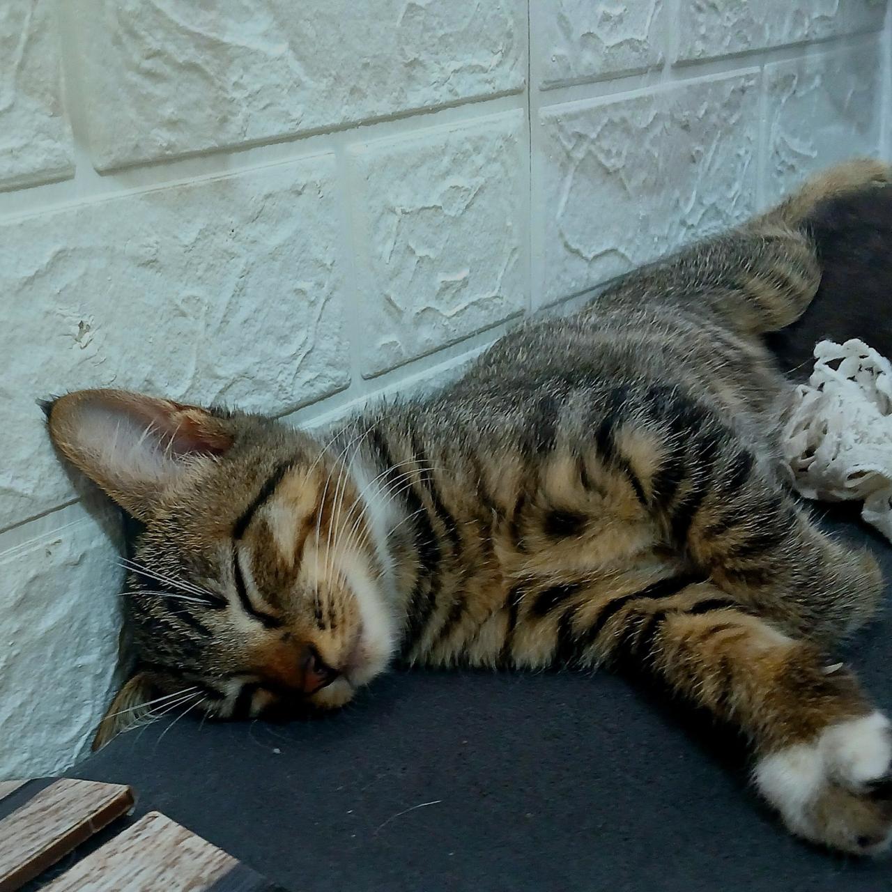 Galeria Caroline Lopes Maximo