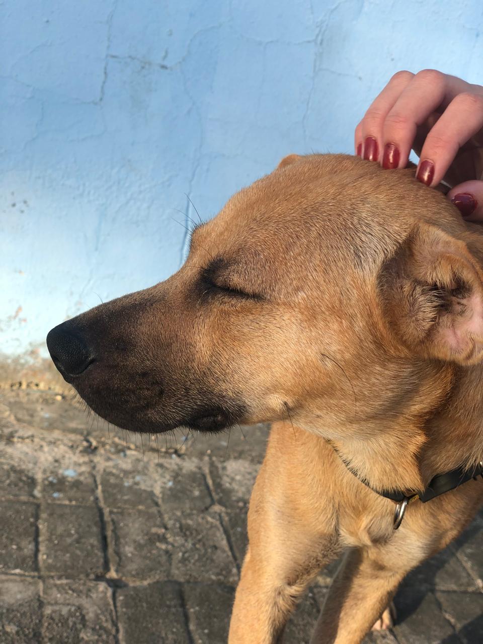 Galeria Caroline Lopes Maximo