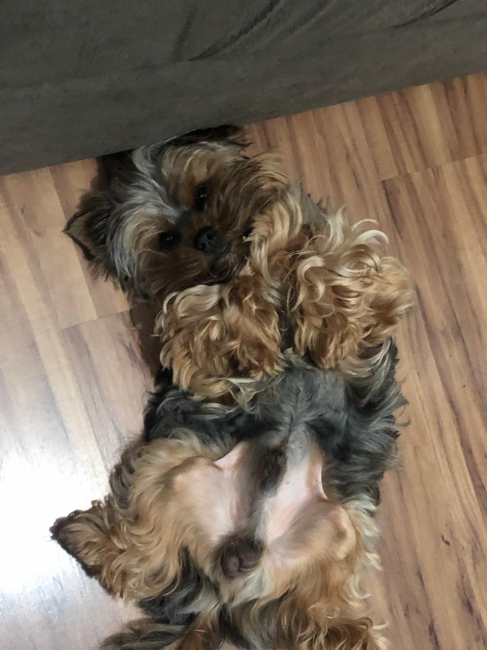 Galeria Caroline Lopes Maximo