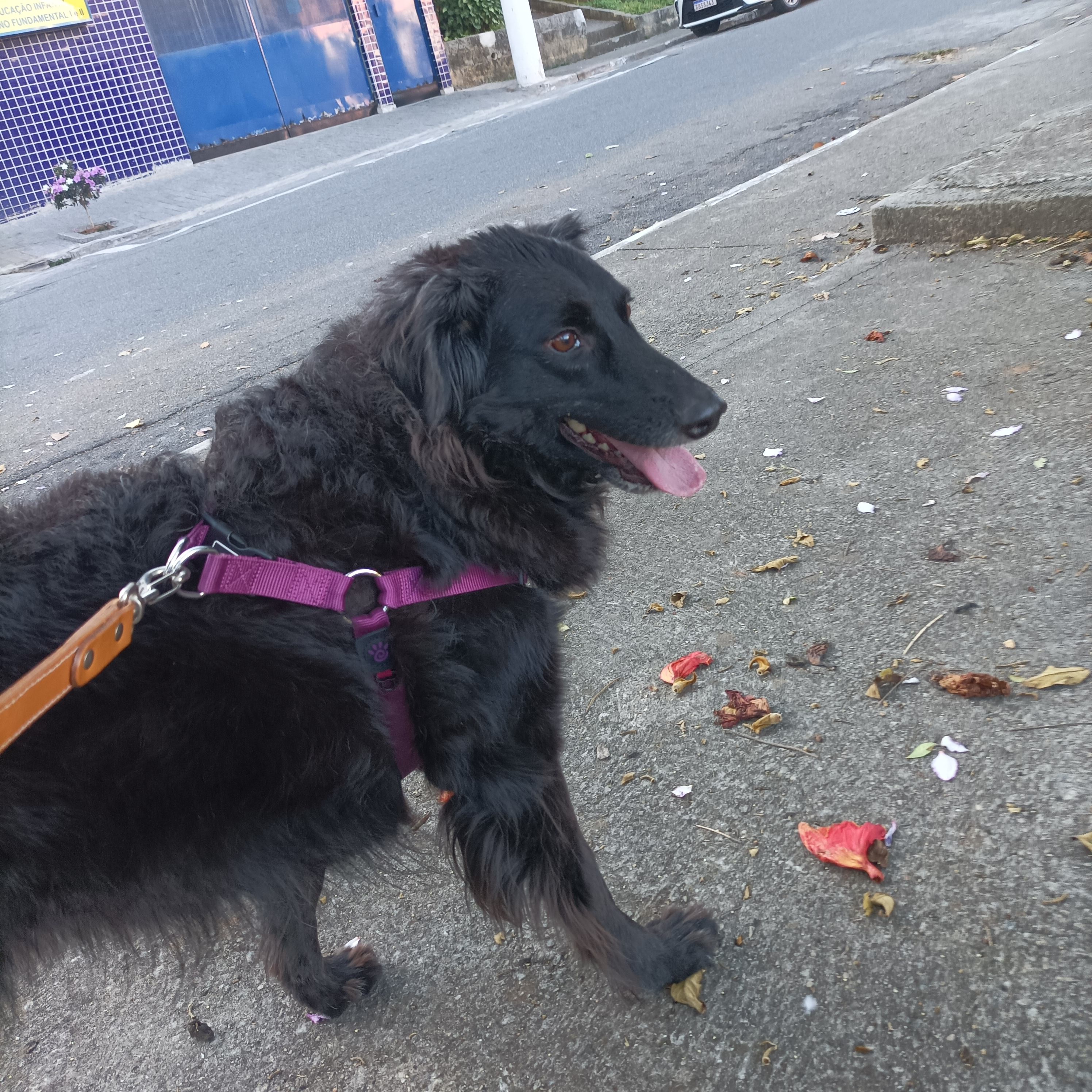 Capa Renato Davi Formigoni