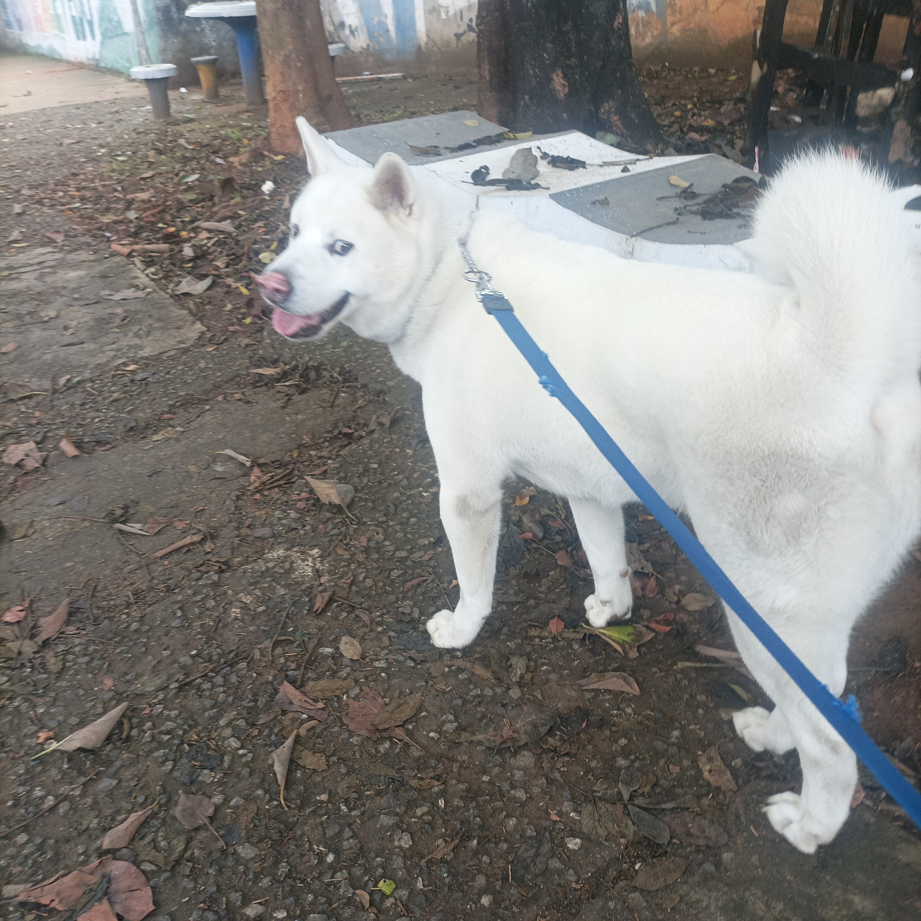 Galeria Renato Davi Formigoni