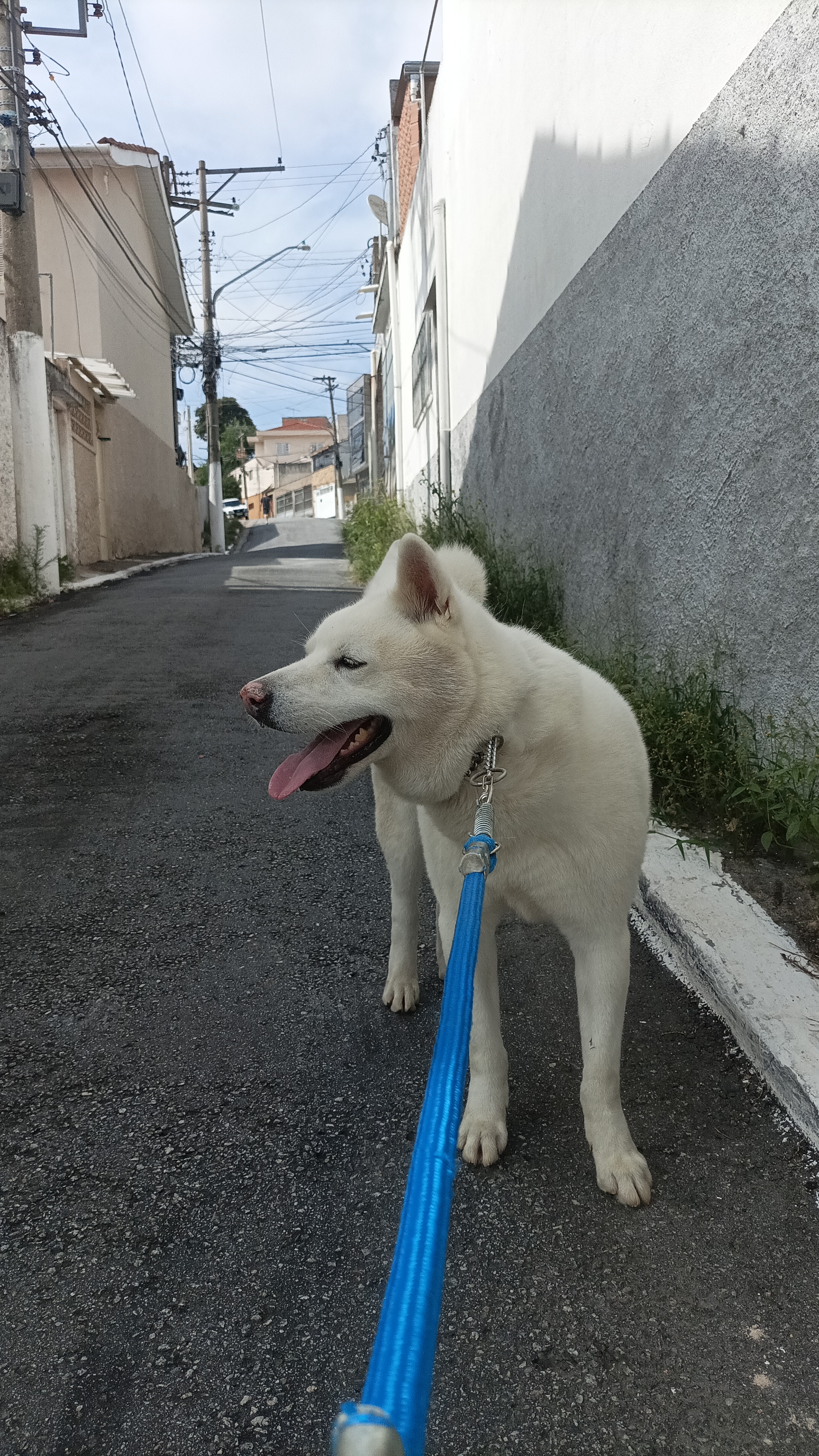 Galeria Renato Davi Formigoni