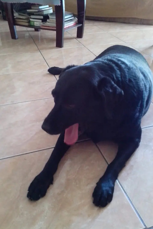 Galeria Renato Davi Formigoni